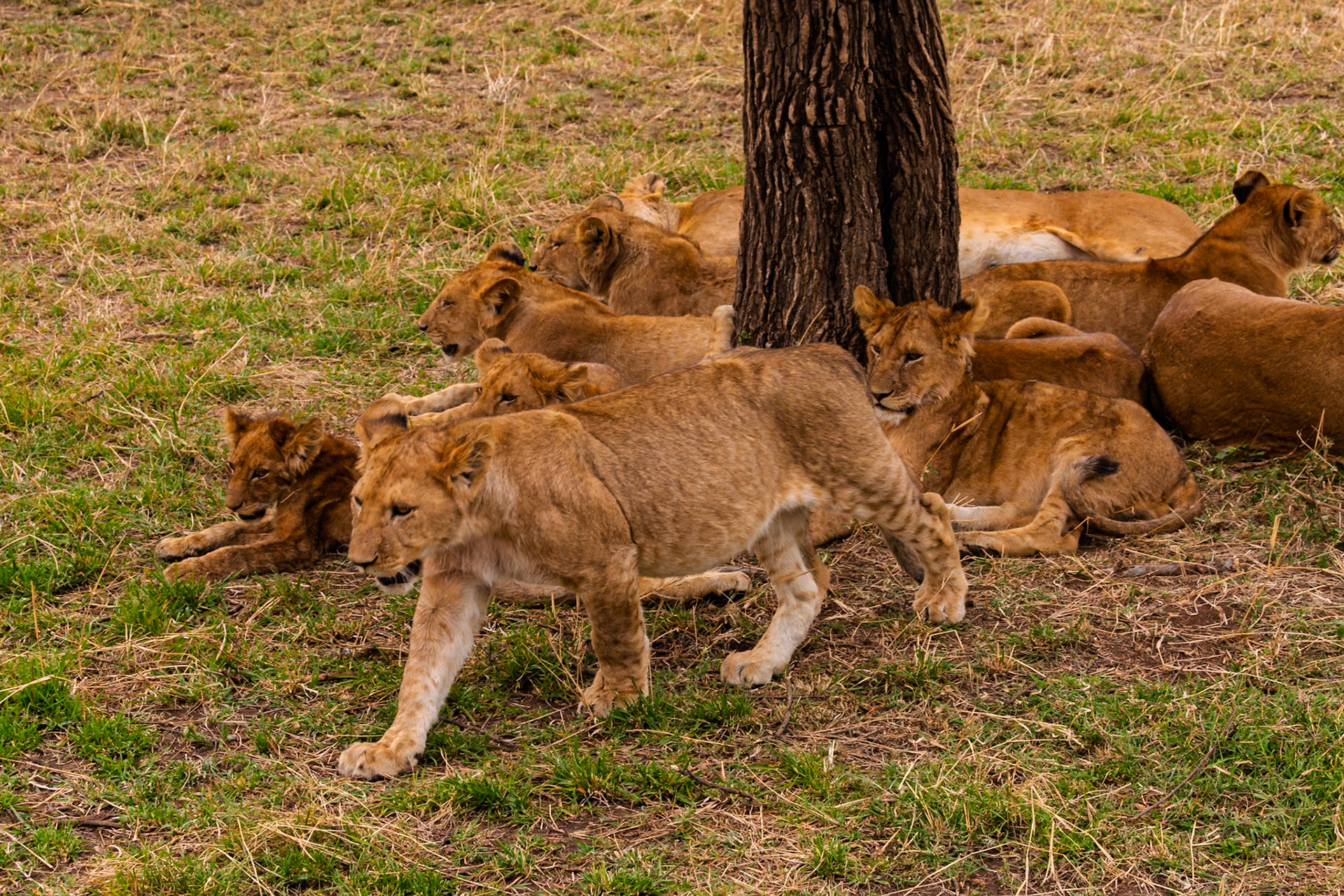 A pride of lions rests in Serengeti National Park, Tanzania. The lions are resting to conserve energy for hunting.