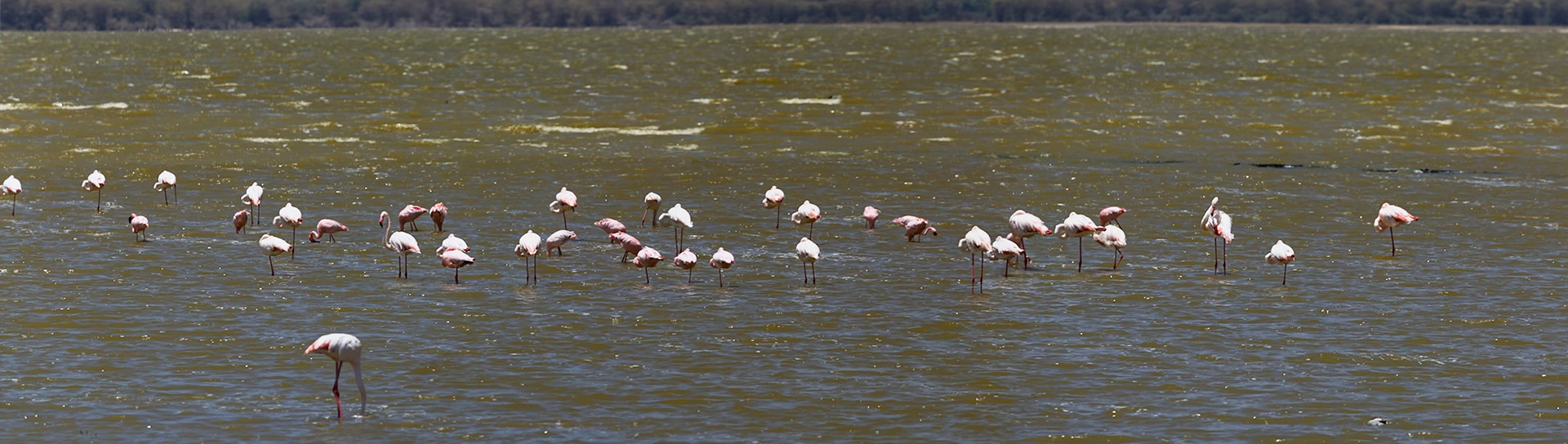 Ngorongoro Crater, Tanzania - September 23th 2025: A flock of flamingos stands in the shallow waters of a lake, foraging for food.