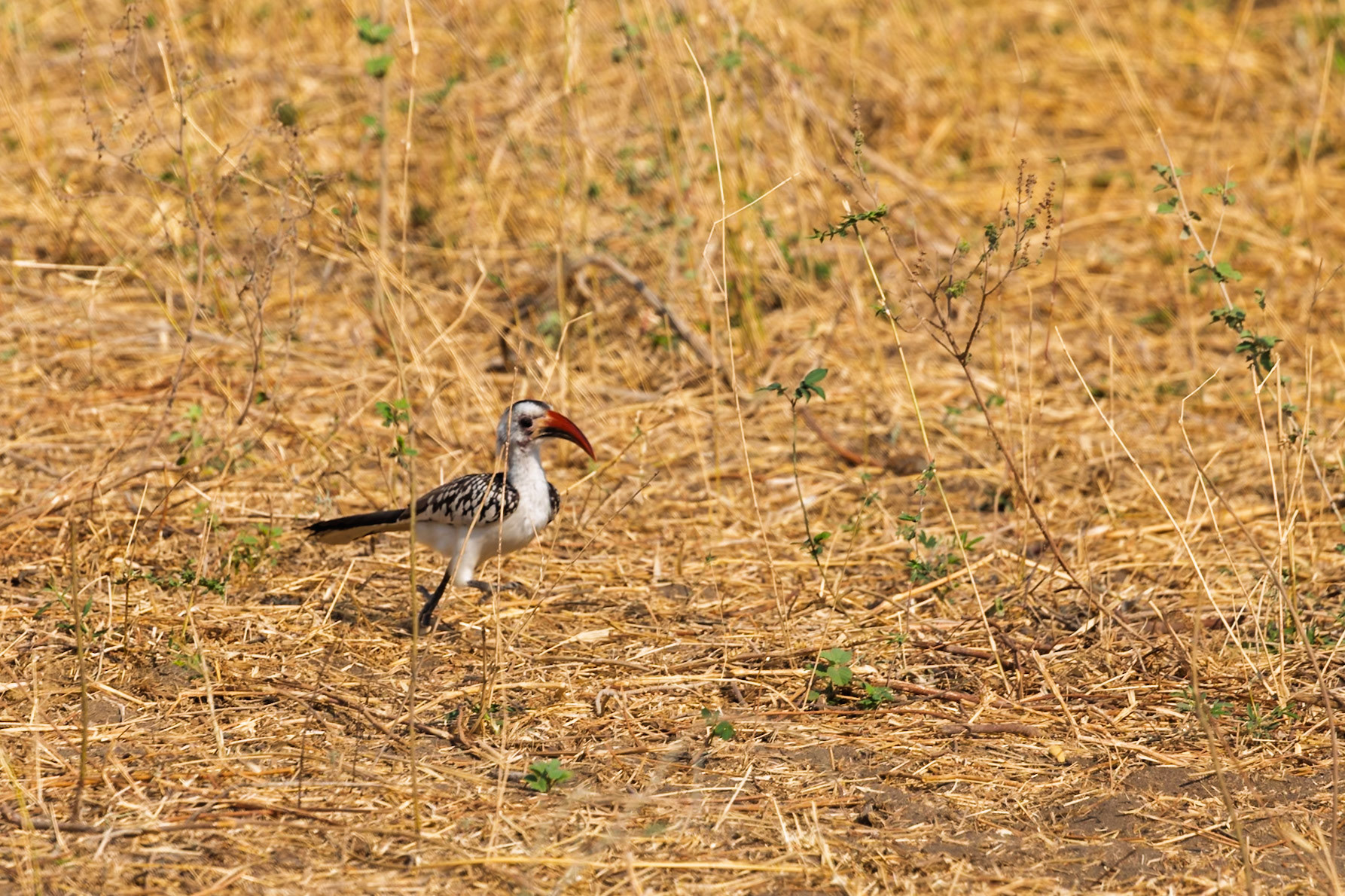 A Von der Decken's Hornbill forages on dry ground in Tarangire National Park, Tanzania, searching for food.