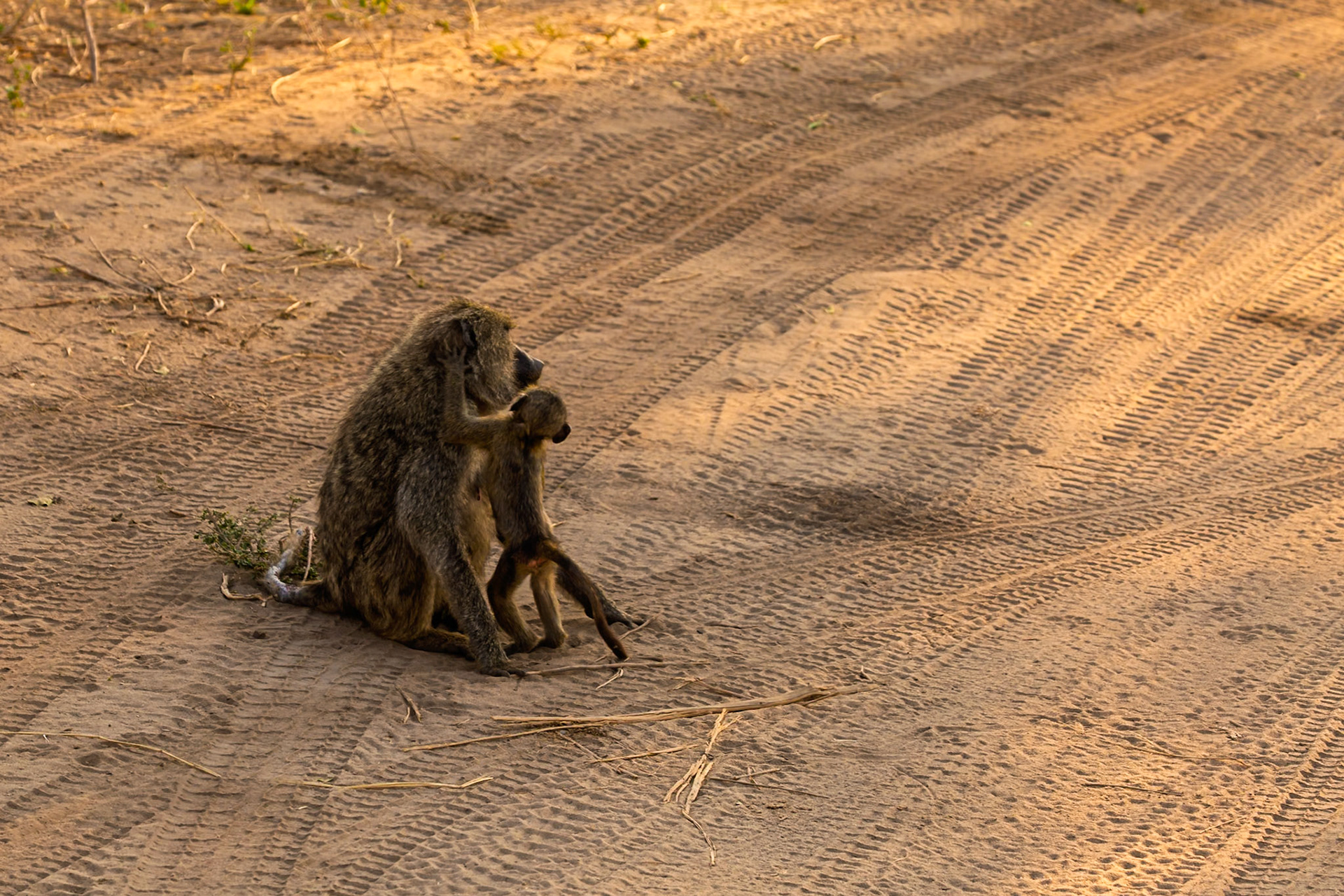 A baboon mother and child sit on a dirt road in Tarangire National Park, Tanzania. The child is clinging to the mother.