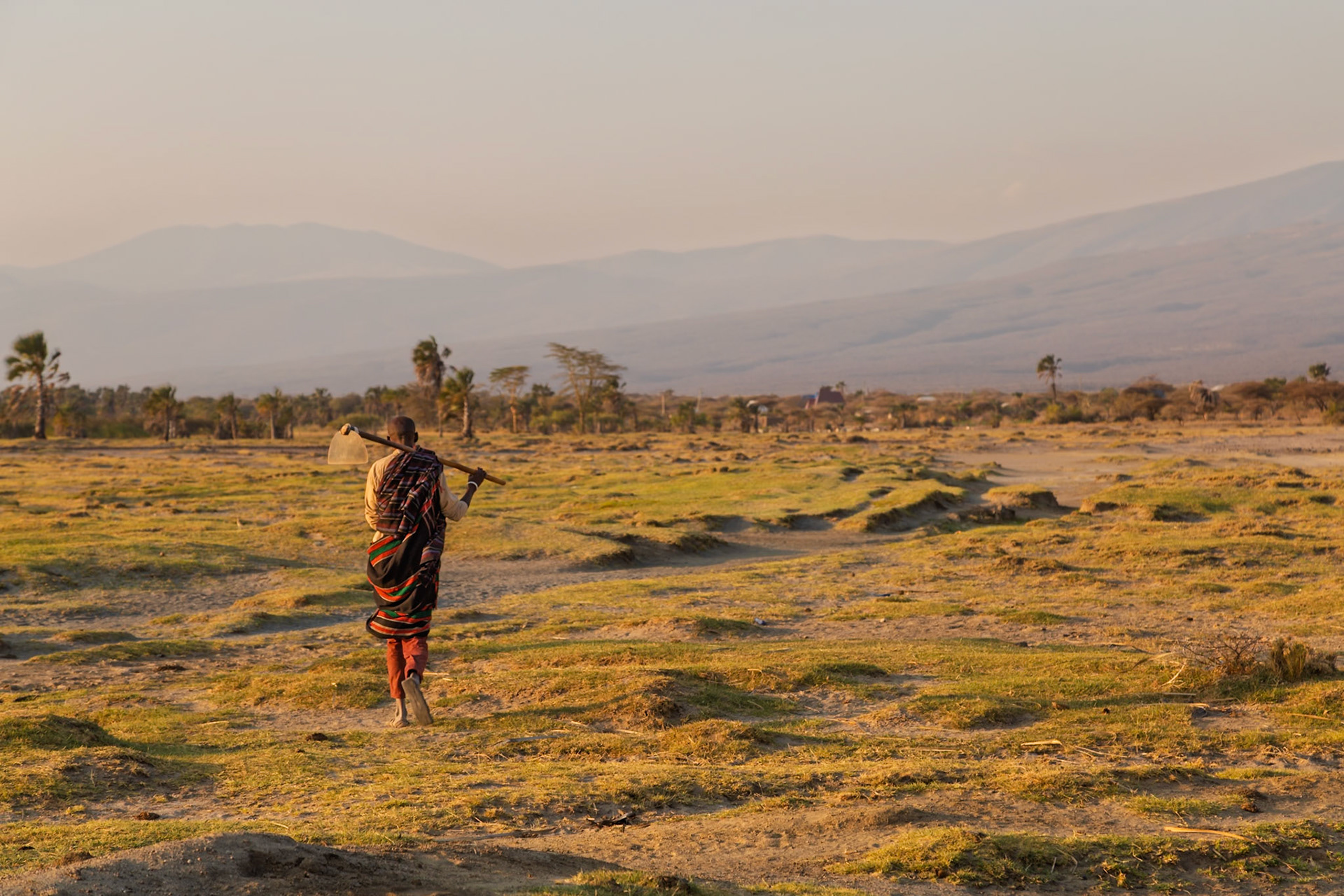 Lake Eyasi, Tanzania - September 27th 2025: A man walks across the savanna carrying a hoe, likely heading to or from agricultural work.