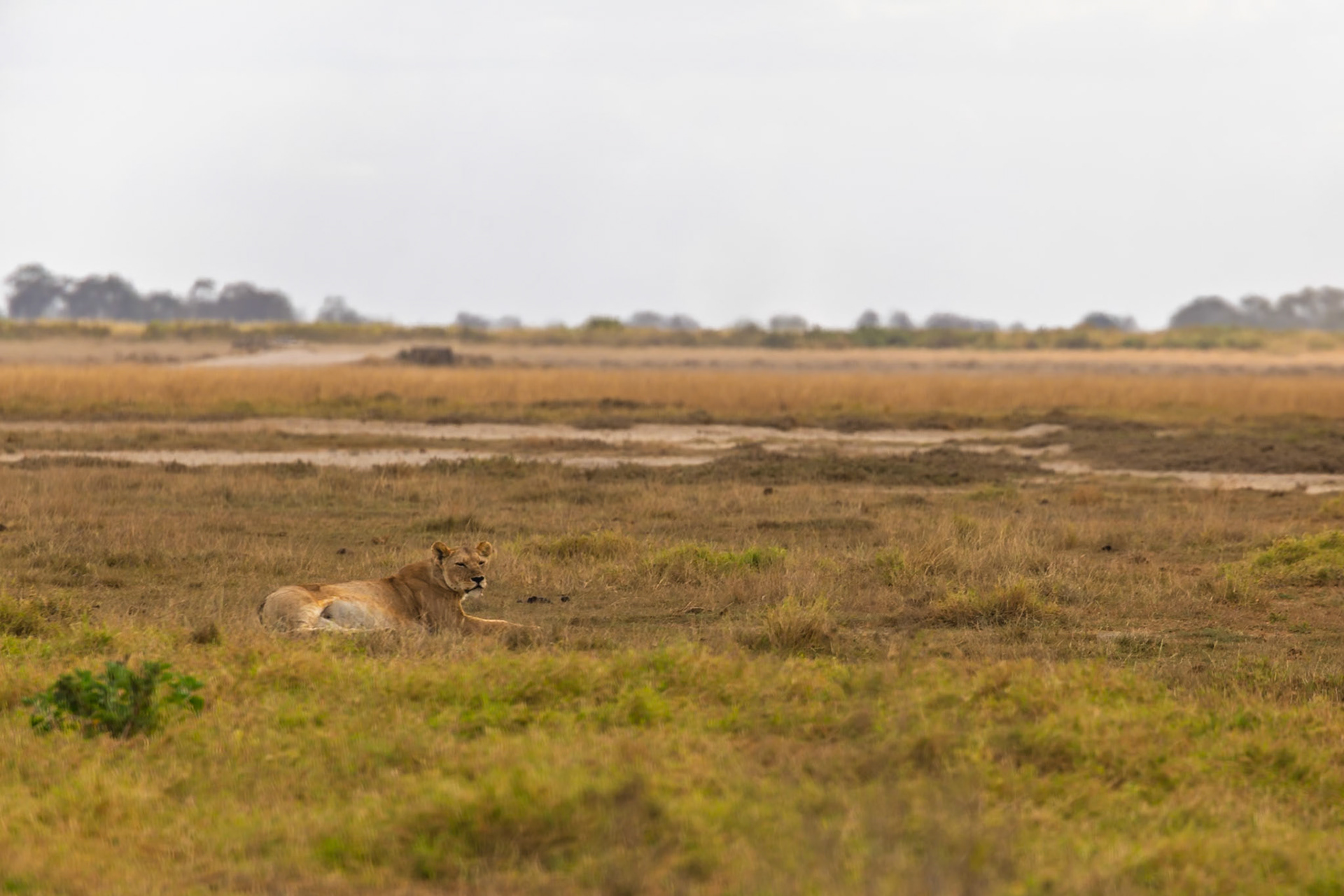 A lioness rests in the grass in Kenya's Amboseli National Park, conserving energy for the hunt.
