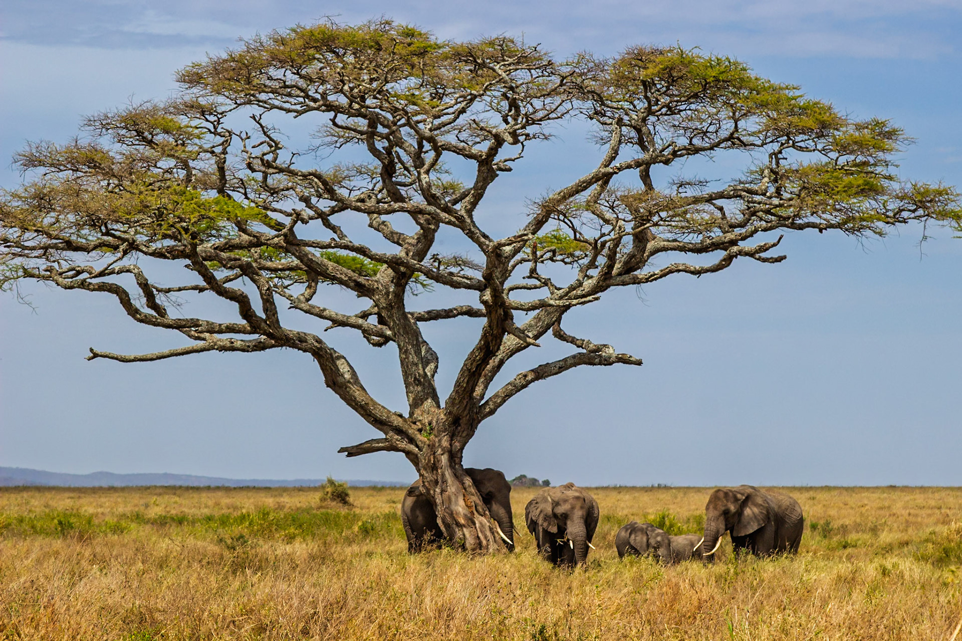 A family of elephants seeks shade under a tree in Serengeti National Park, Tanzania, escaping the hot African sun.