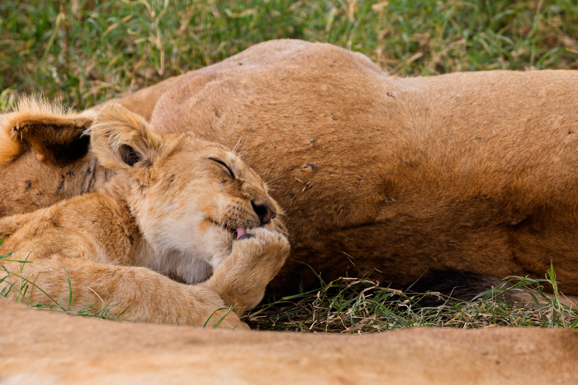 A lion cub grooms itself while resting next to its mother in Serengeti National Park, Tanzania.