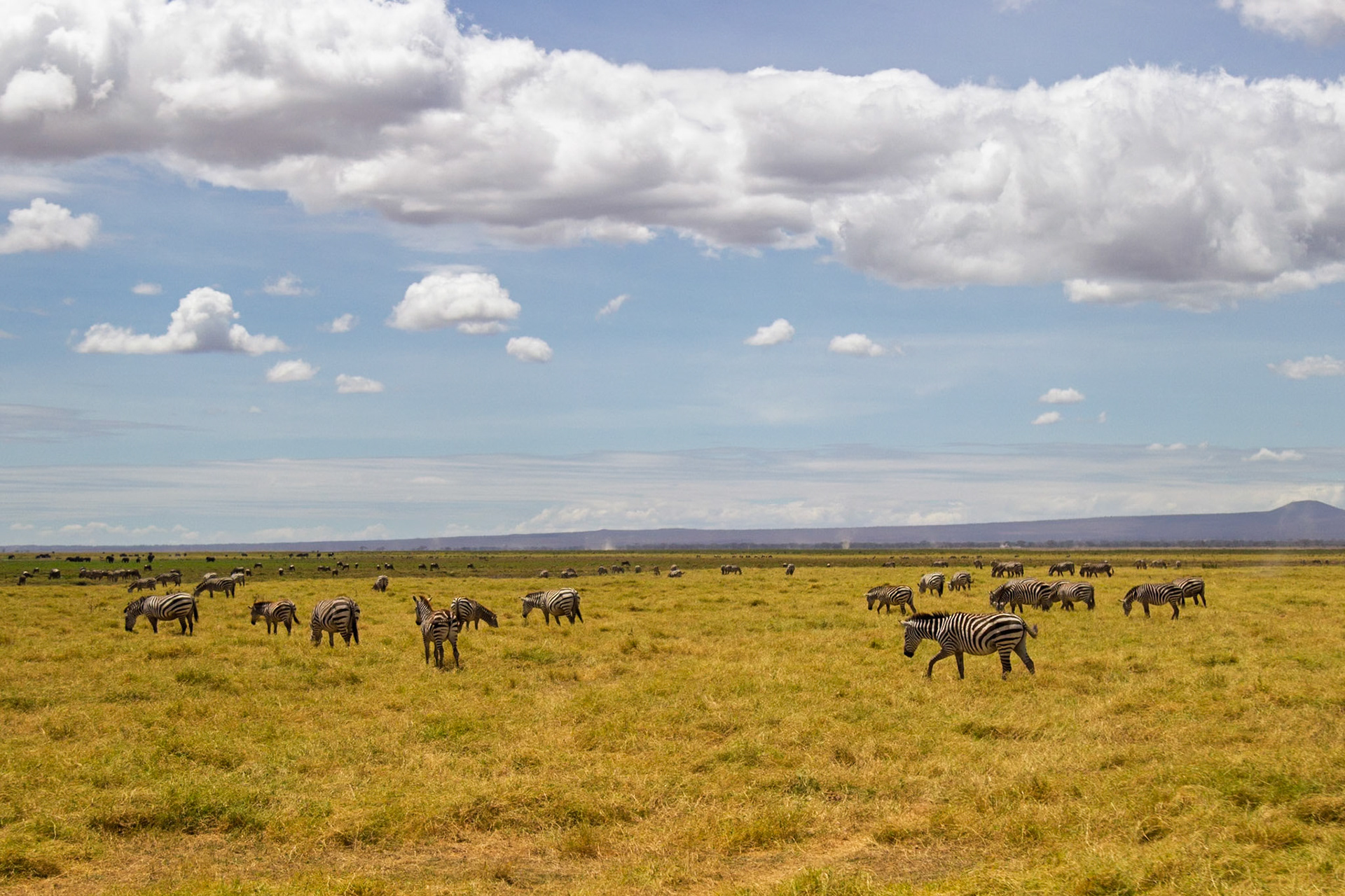 Zebras graze in Amboseli National Park, Kenya, under a partly cloudy sky. They are eating the grass in the park.