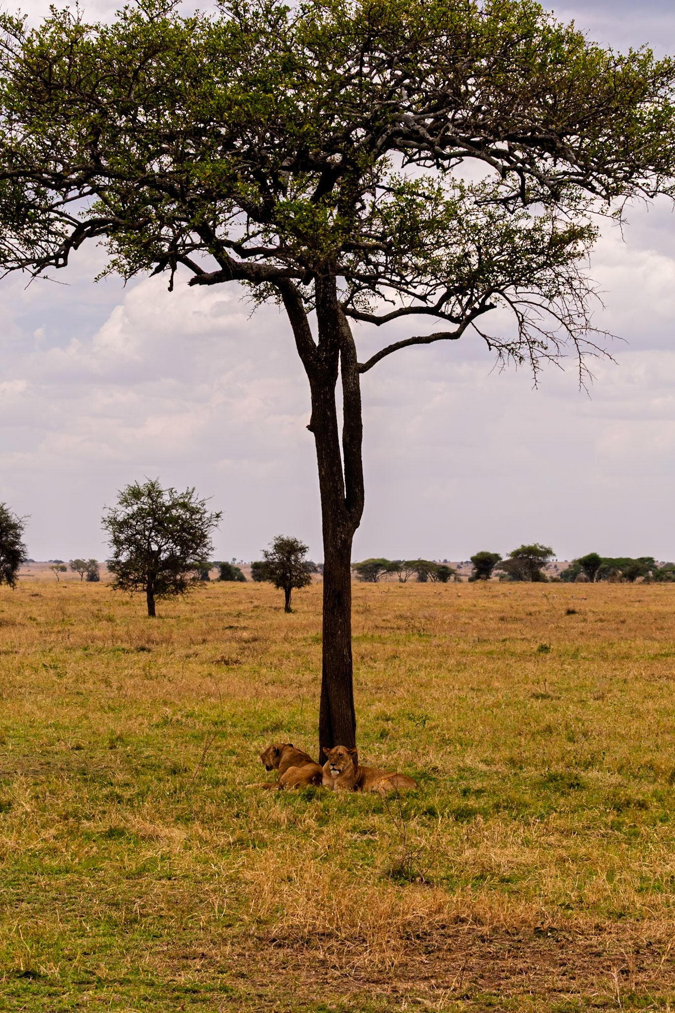 Two lions rest in the shade of a tree in Tanzania's Serengeti National Park, seeking respite from the heat.