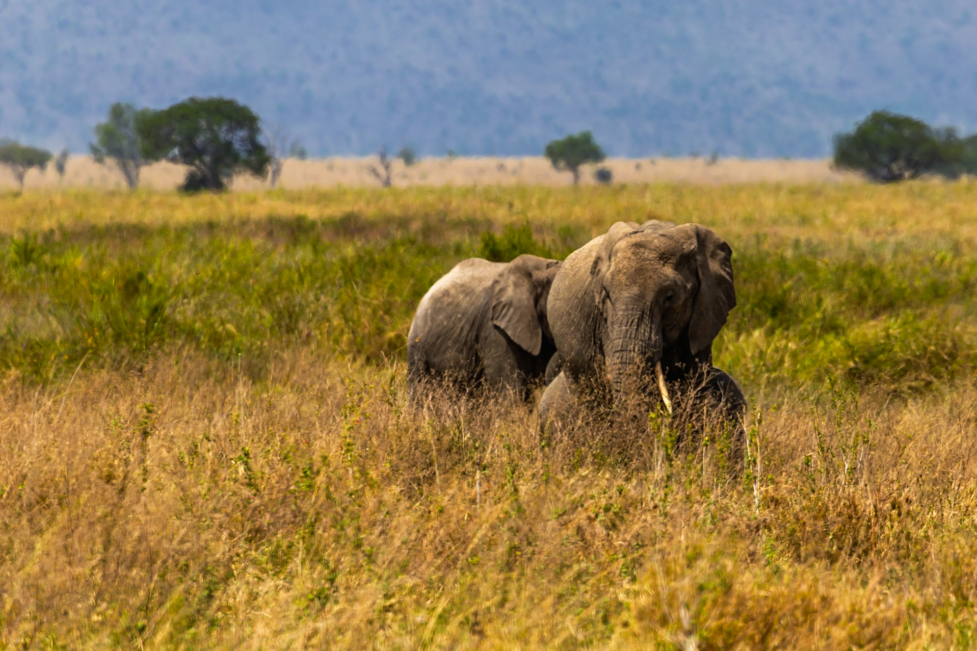 Two elephants graze in the tall grasses of Tanzania's Serengeti National Park, seeking sustenance in their natural habitat.