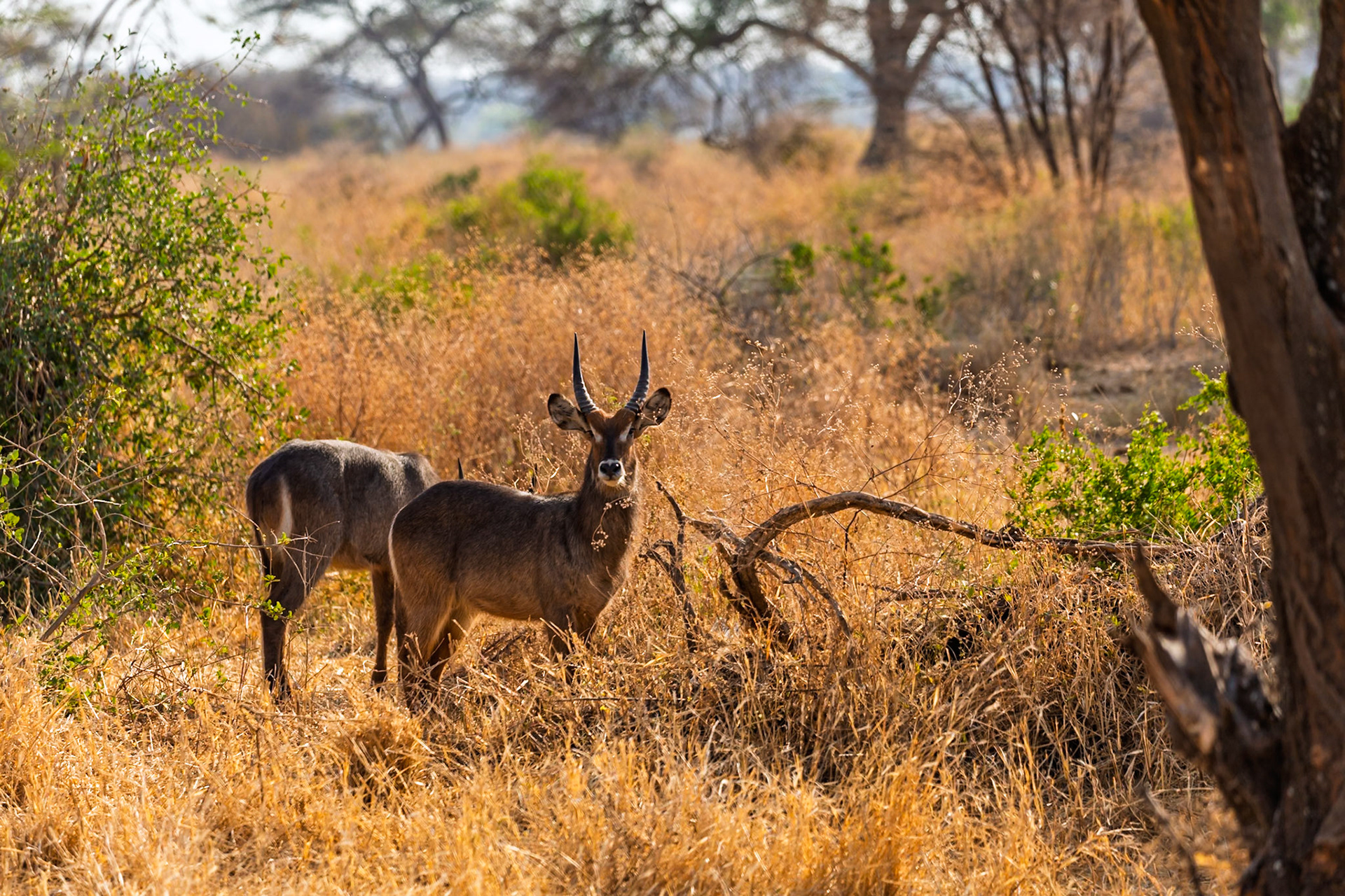 Two Waterbucks graze in the tall, dry grasses of Tarangire National Park, Tanzania. They are eating to sustain themselves.