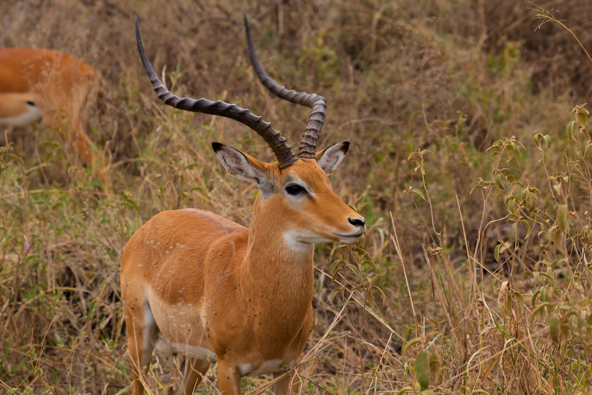 An Impala gazes alertly in Serengeti National Park, Tanzania, showcasing its majestic horns and watchful nature.