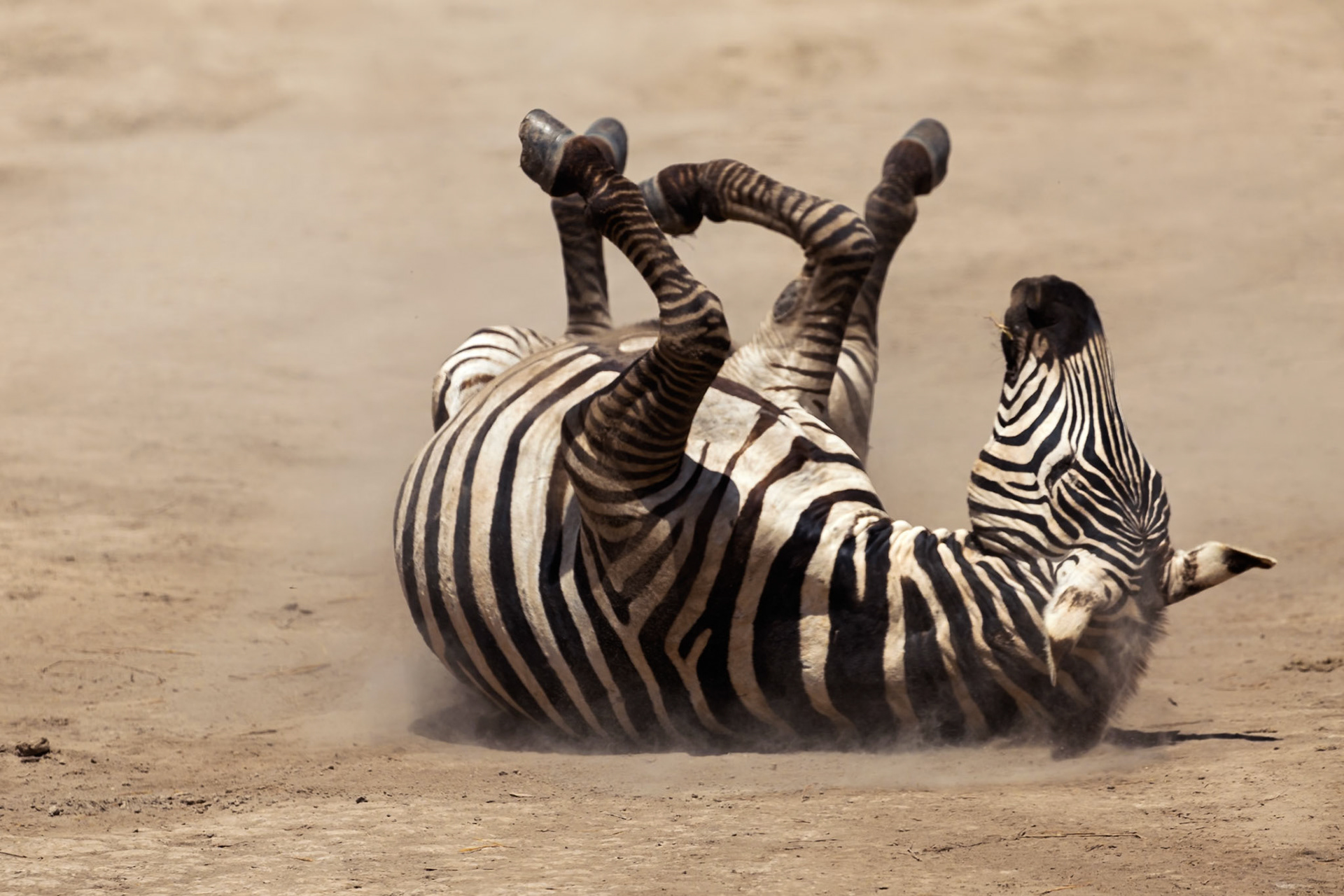 A zebra rolls in the dirt in Amboseli National Park, Kenya, to relieve itching and remove parasites.