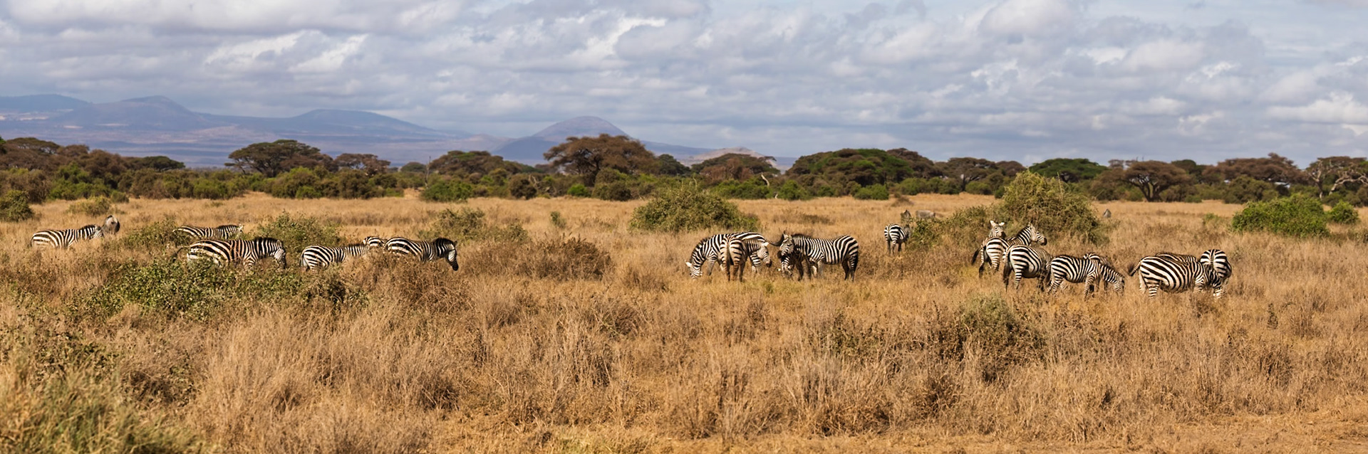 A dazzle of zebras graze in Amboseli National Park, Kenya. They are eating the dry grass in the park.