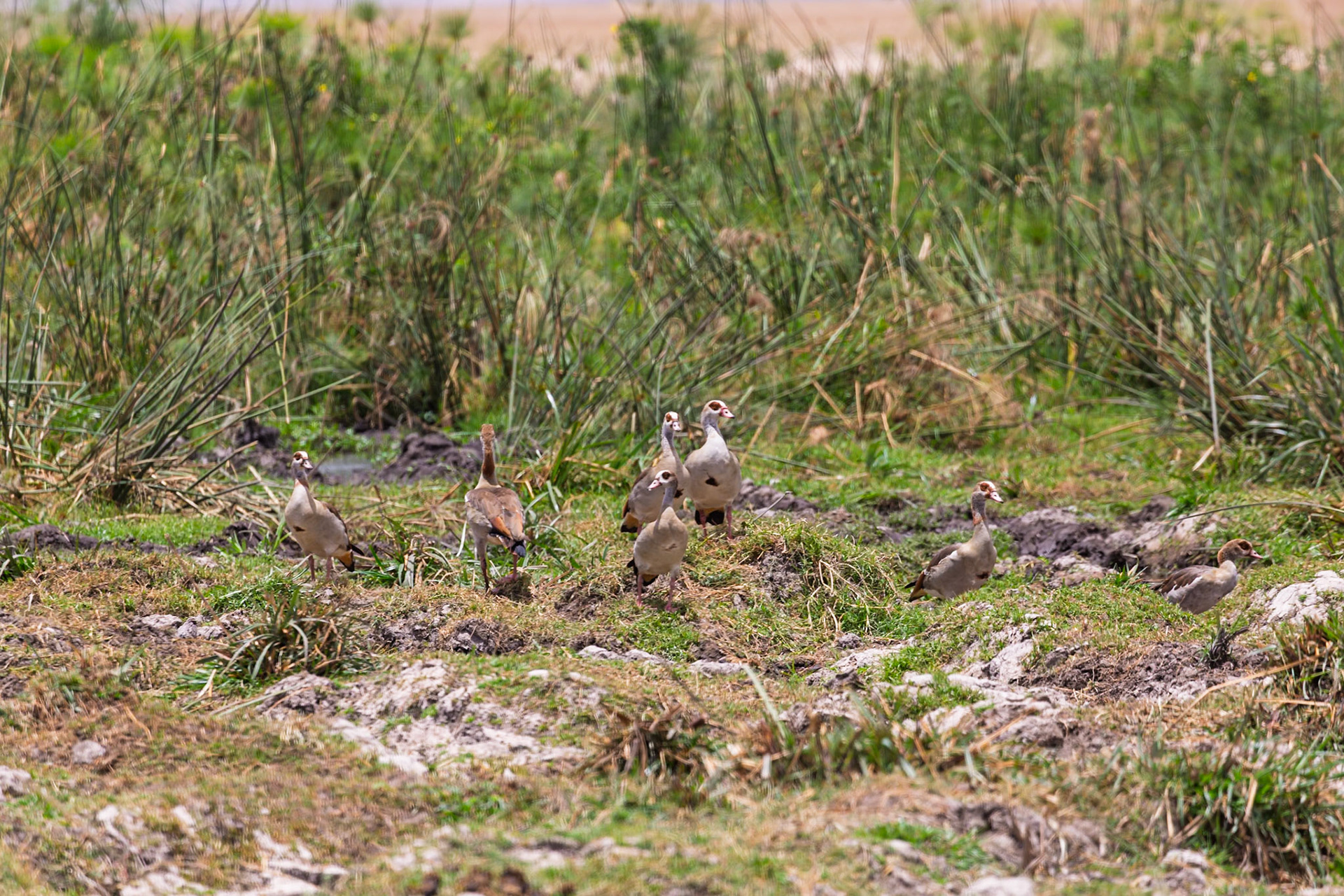 A gaggle of Egyptian geese forage for food in the marshy wetlands of Amboseli National Park, Kenya.