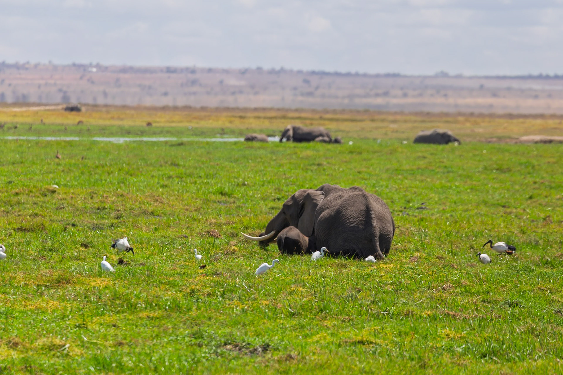 An elephant and its calf rest in Amboseli National Park, Kenya, surrounded by birds. Other elephants are visible in the background.