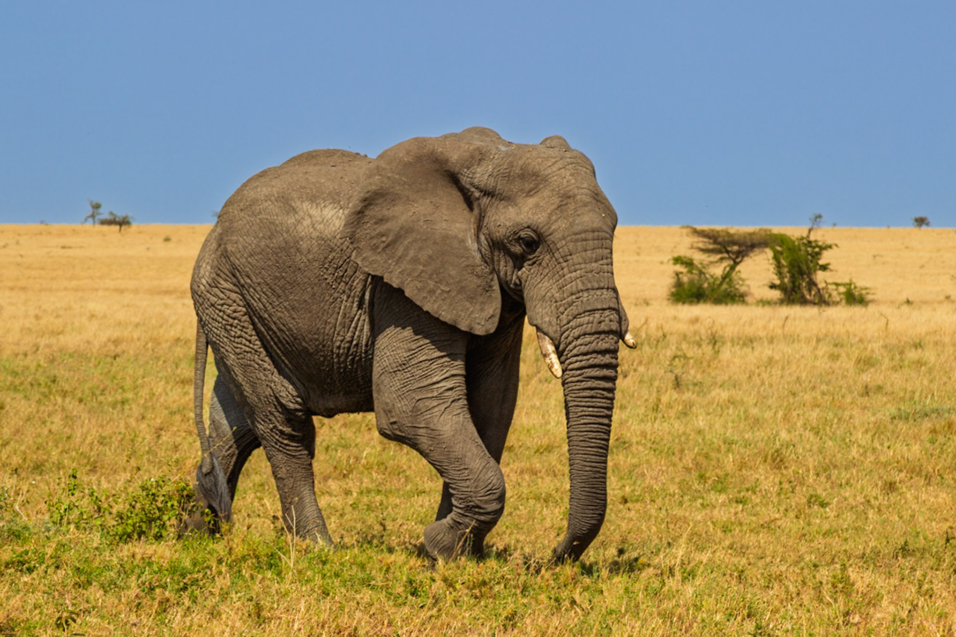An elephant walks through the Serengeti National Park in Tanzania, searching for food and water.