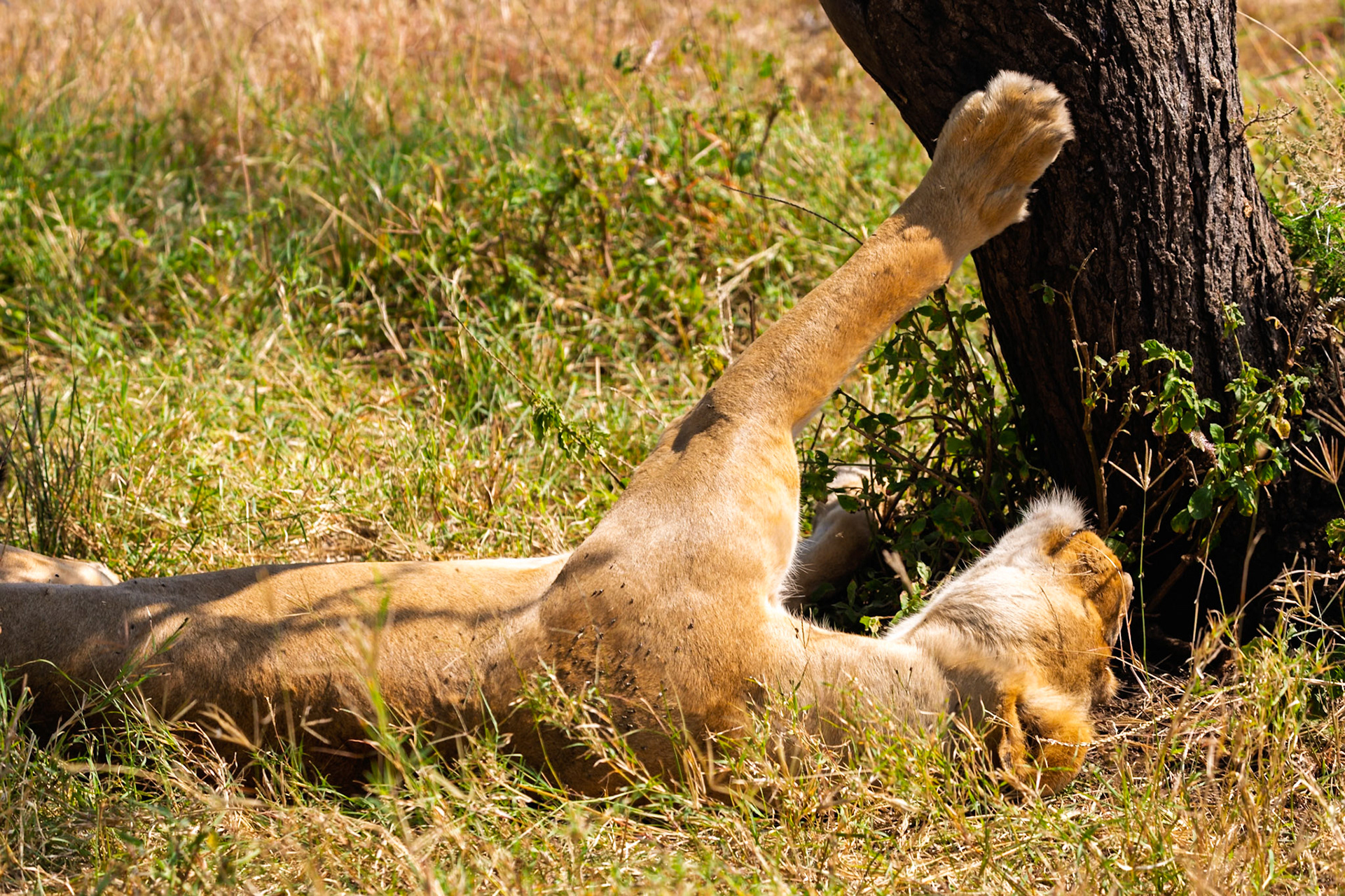 A lion rests in the shade of a tree in Tanzania's Serengeti National Park, seeking respite from the sun.