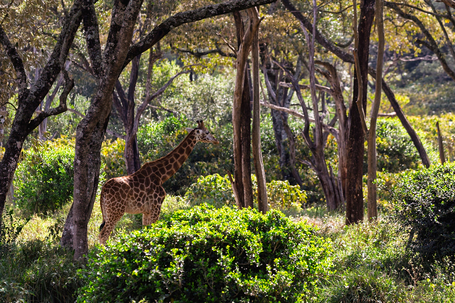 A giraffe roams freely at Giraffe Center in Kenya, browsing for food among the trees and bushes.