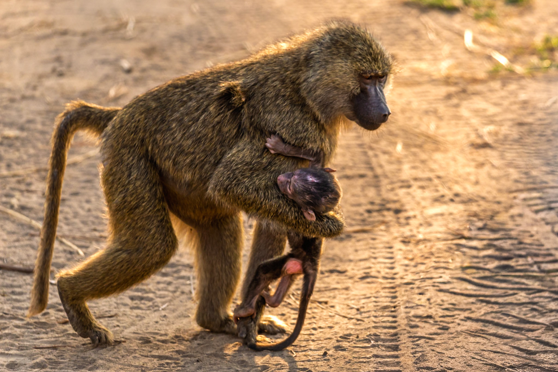 A baboon mother carries her young in Tarangire National Park, Tanzania, ensuring its safety and survival in the wild.