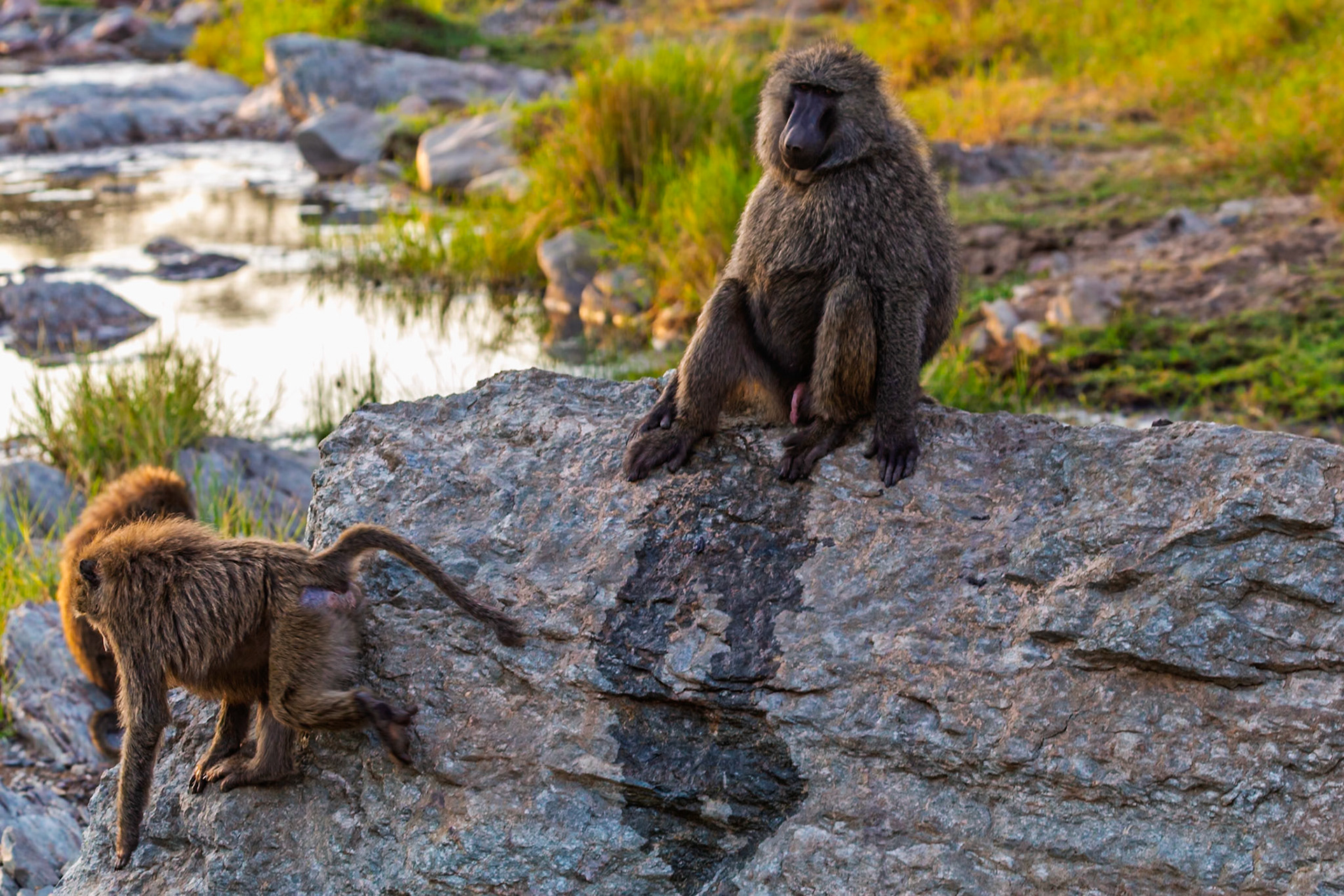 Baboons in Tanzania's Serengeti National Park. One sits atop a rock, while another climbs down, showcasing their natural habitat.