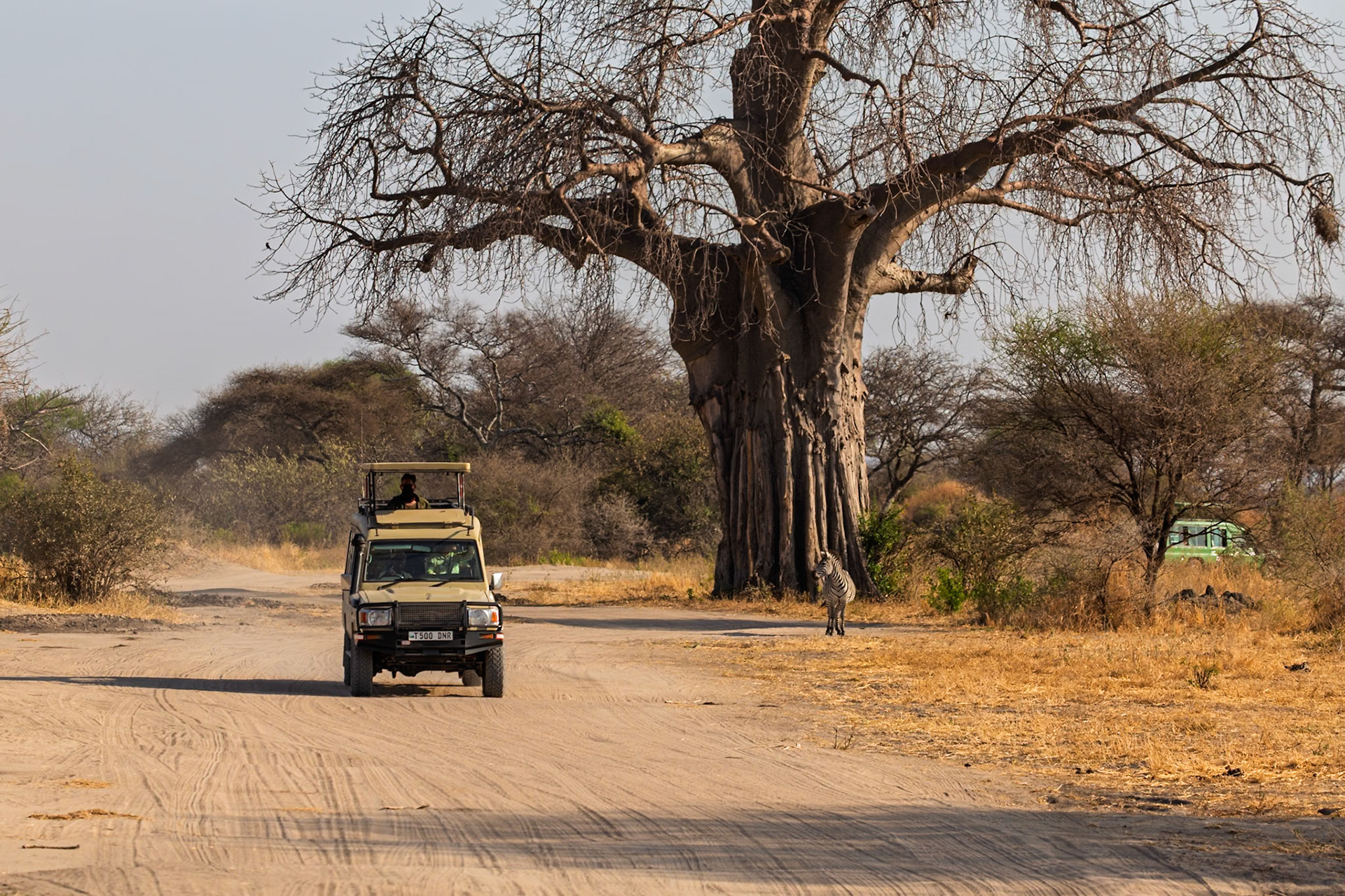 A safari vehicle approaches a zebra in Tarangire National Park, Tanzania, offering tourists a close encounter with wildlife.