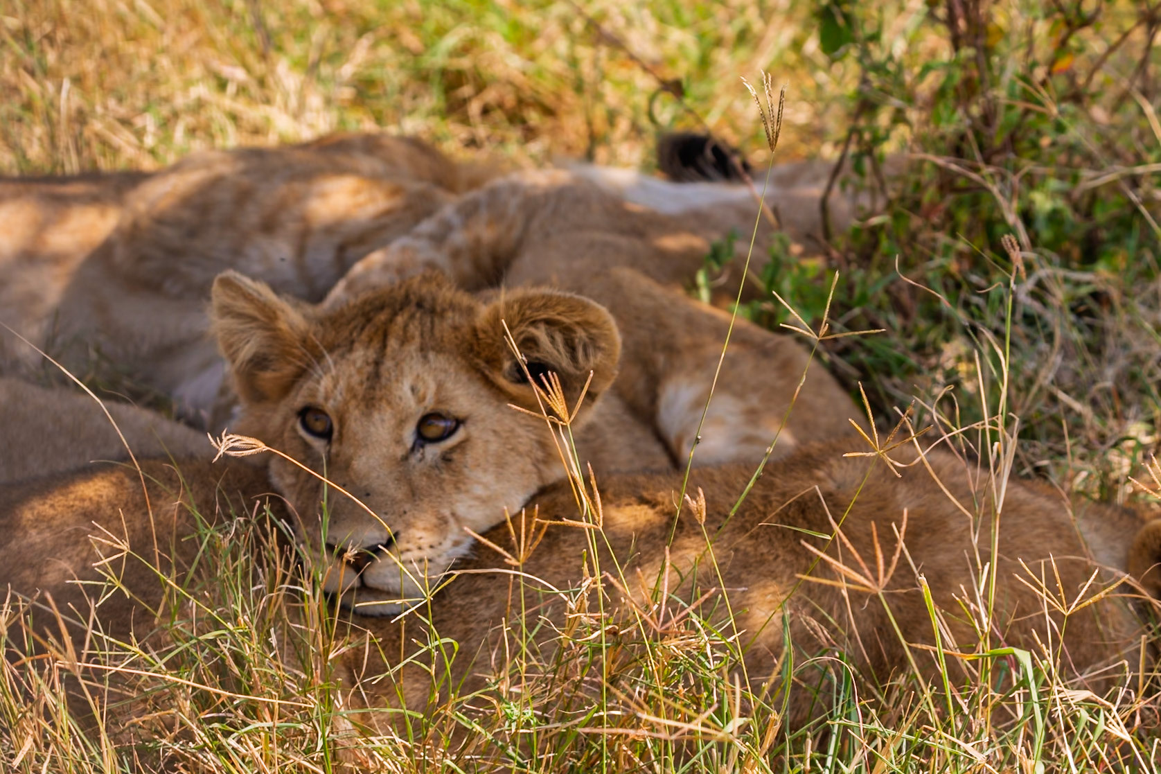 Lion cubs resting in the shade in Serengeti National Park, Tanzania. They are resting to conserve energy.