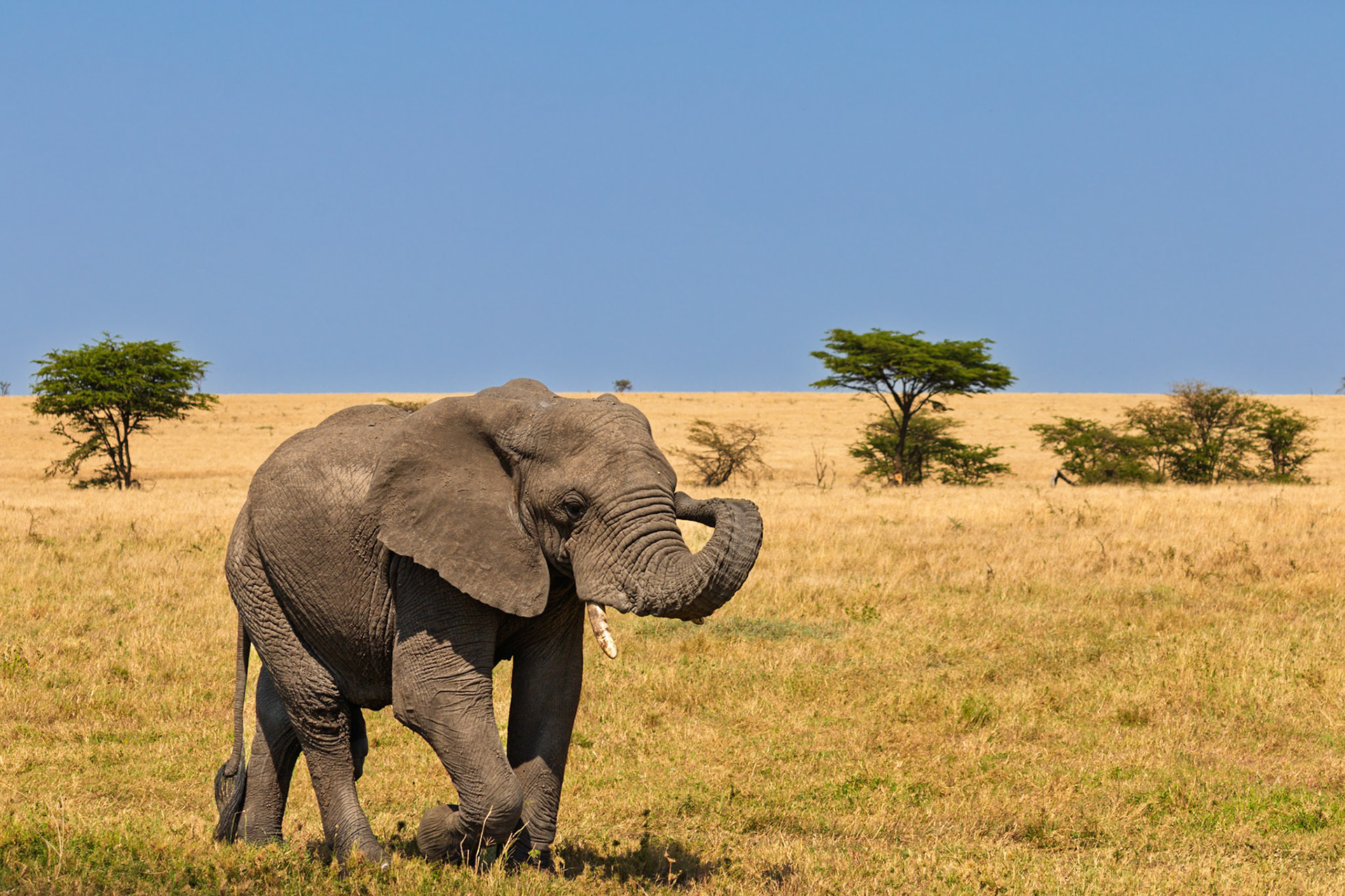 An elephant is walking through the Serengeti National Park in Tanzania, searching for food.