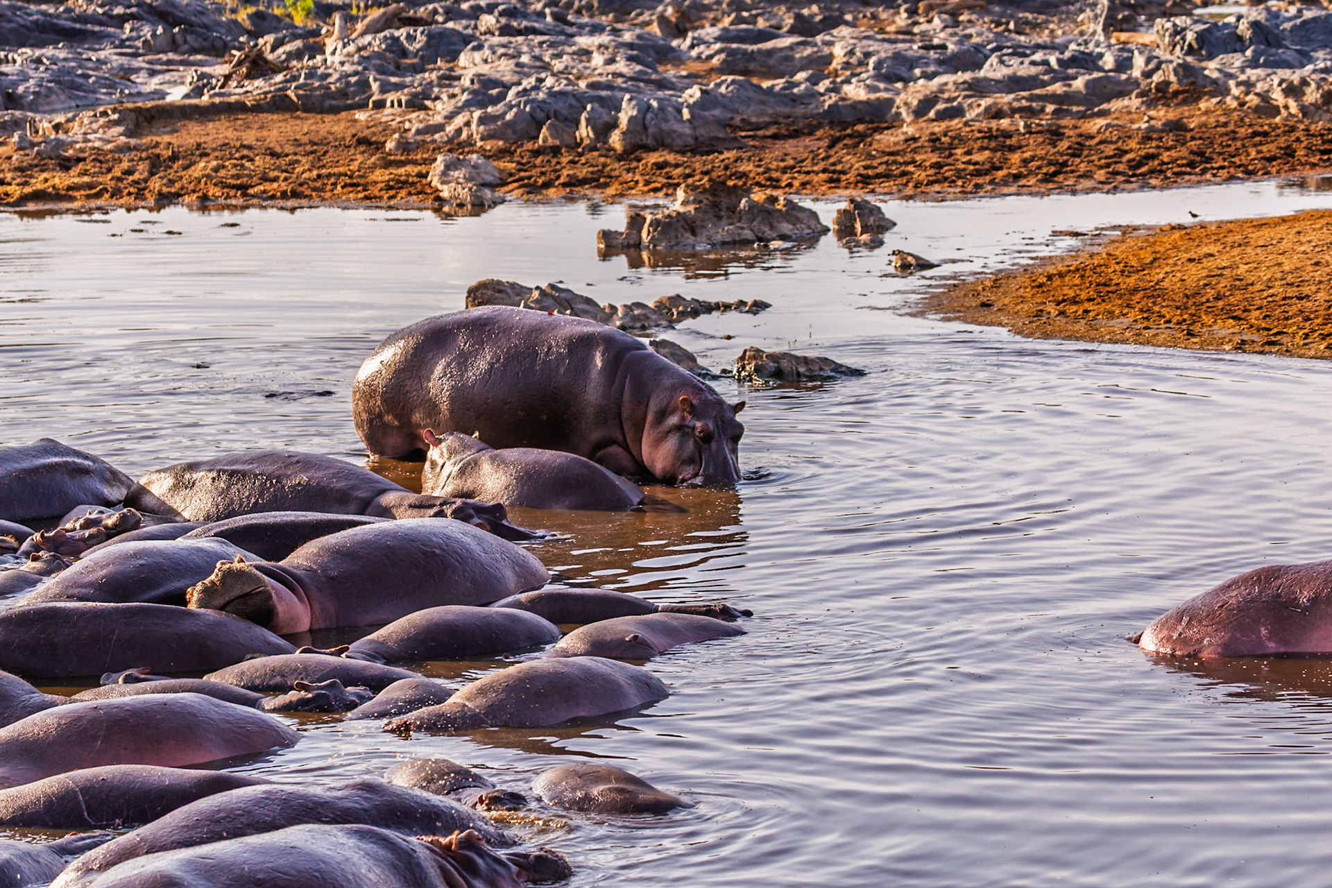 A pod of hippos rests in the water in Serengeti National Park, Tanzania, to stay cool and protect their sensitive skin from the sun.