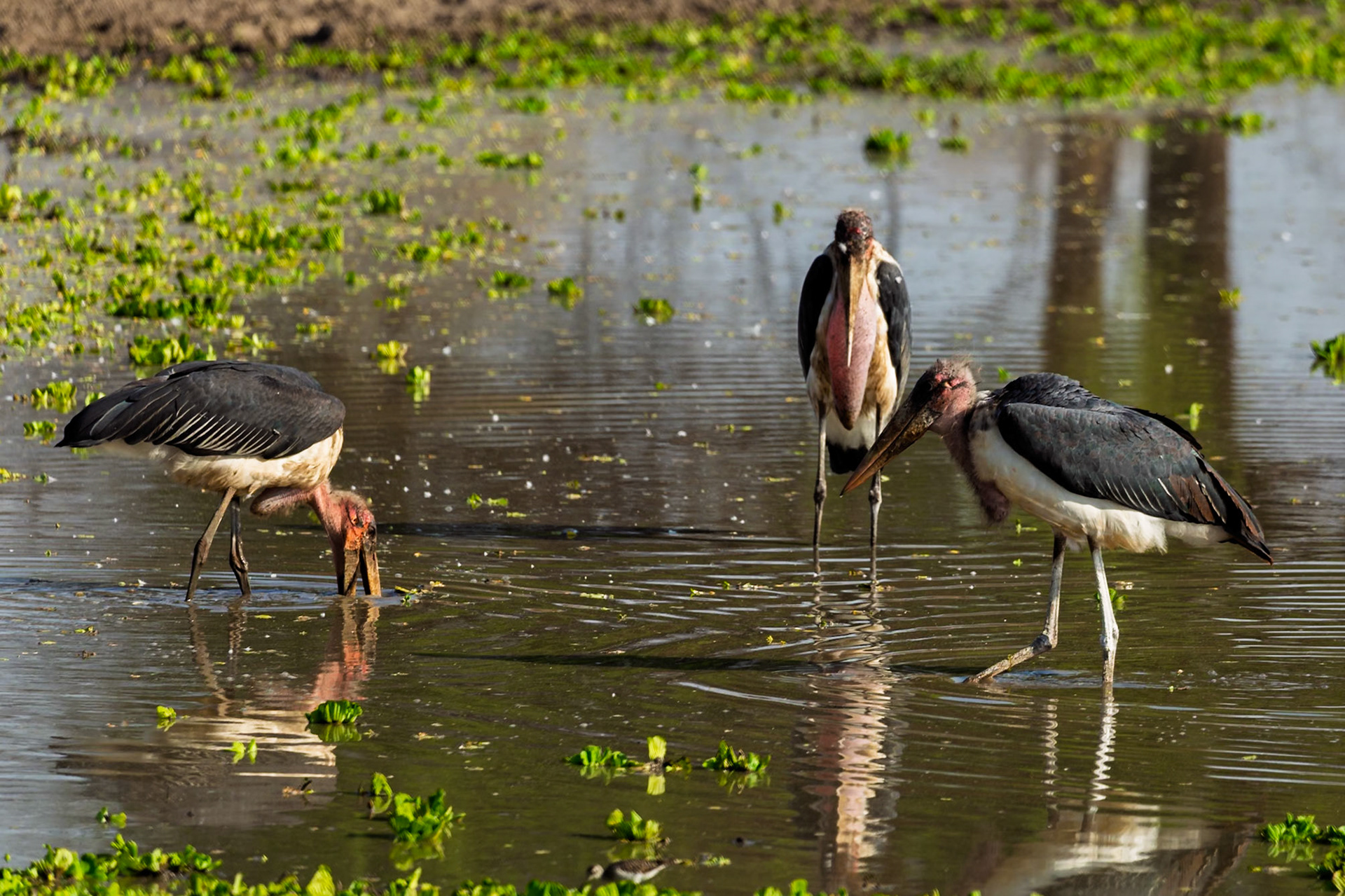 Marabou Storks wade in Tarangire National Park, Tanzania, foraging for food in the shallow water.