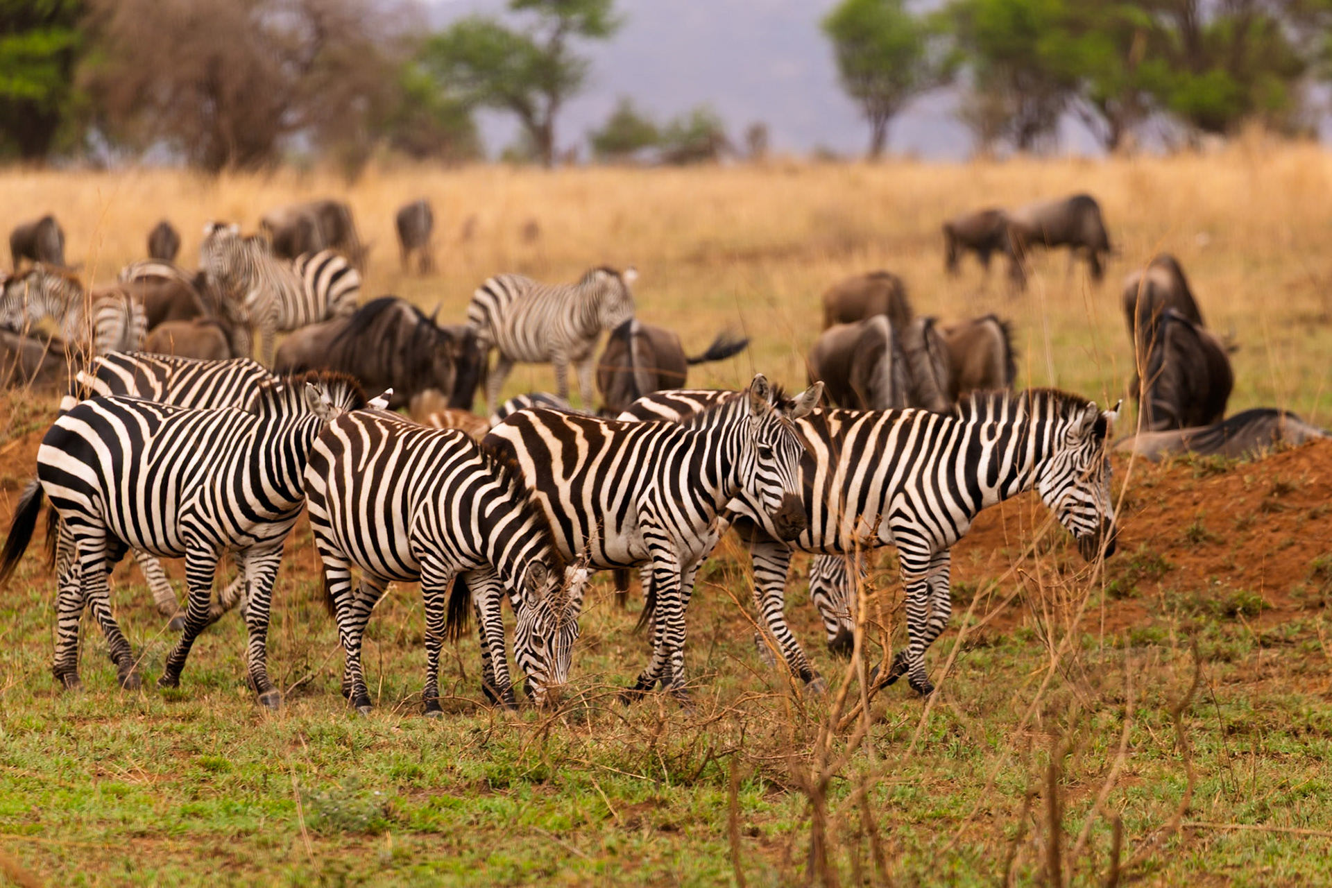 Zebras and wildebeest graze together in Serengeti National Park, Tanzania, showcasing the symbiotic relationships in the African savanna.