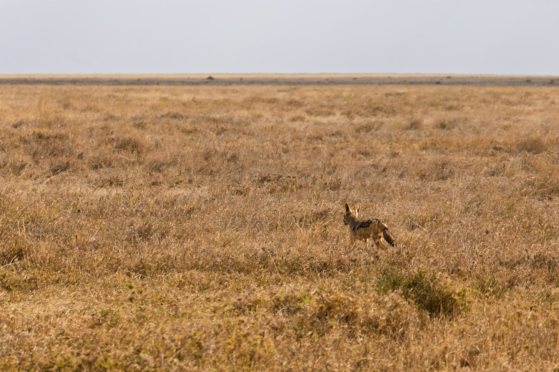 A jackal trots through the Serengeti National Park in Tanzania, likely hunting for food.