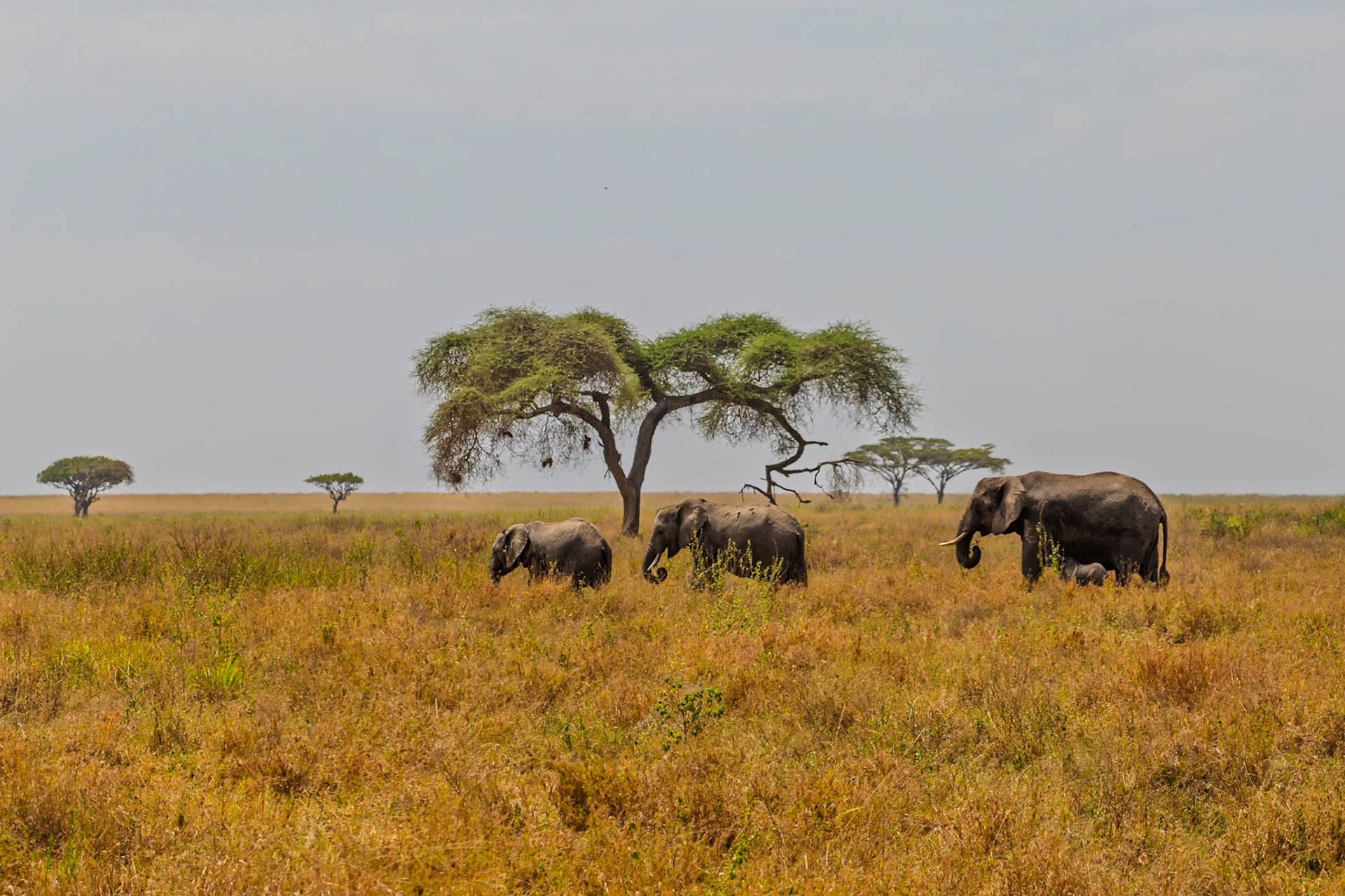 A family of elephants, including a baby, are walking through the Serengeti National Park in Tanzania, foraging for food.