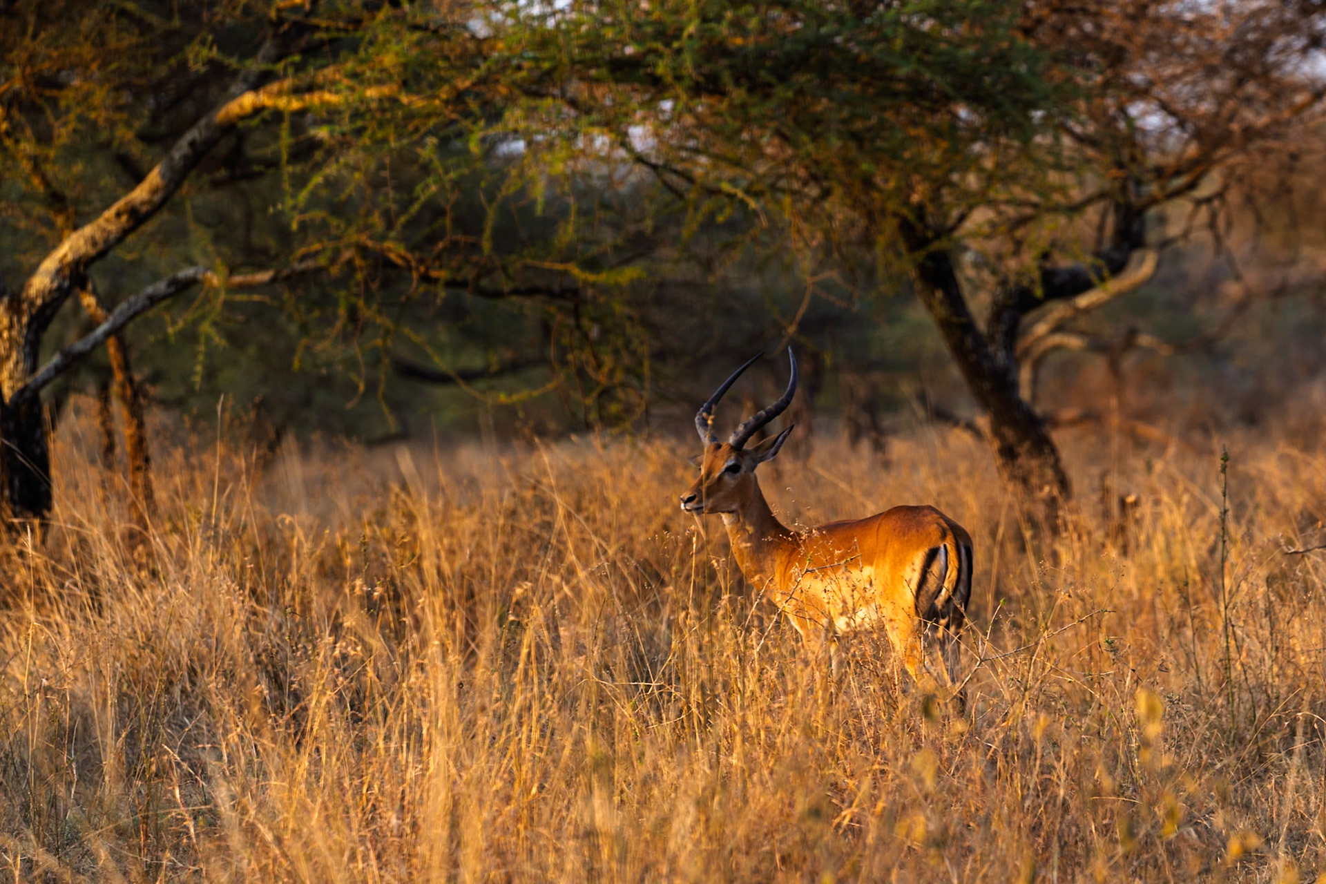 An Impala stands alert in the Serengeti National Park, Tanzania, its horns silhouetted against the trees.
