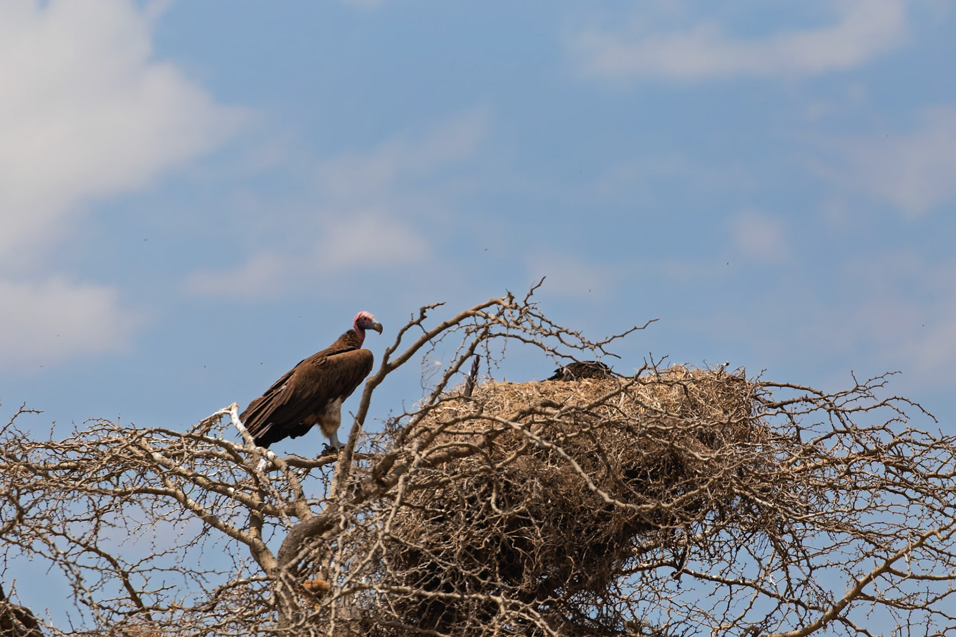 A Lappet-faced vulture stands guard near its nest in Serengeti National Park, Tanzania. These birds are vital scavengers.