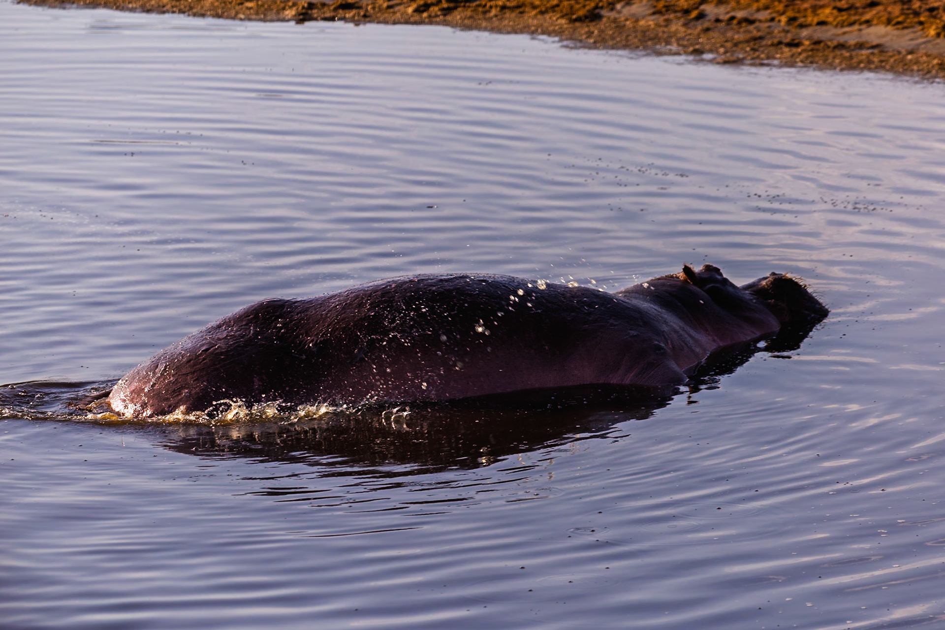 A hippo cools off in the Serengeti National Park, Tanzania. They stay in the water to keep their skin from drying out in the hot sun.