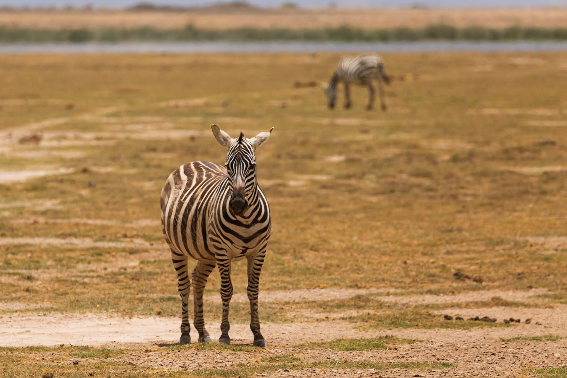 A zebra stands alert in Kenya's Amboseli National Park, while another grazes in the background.