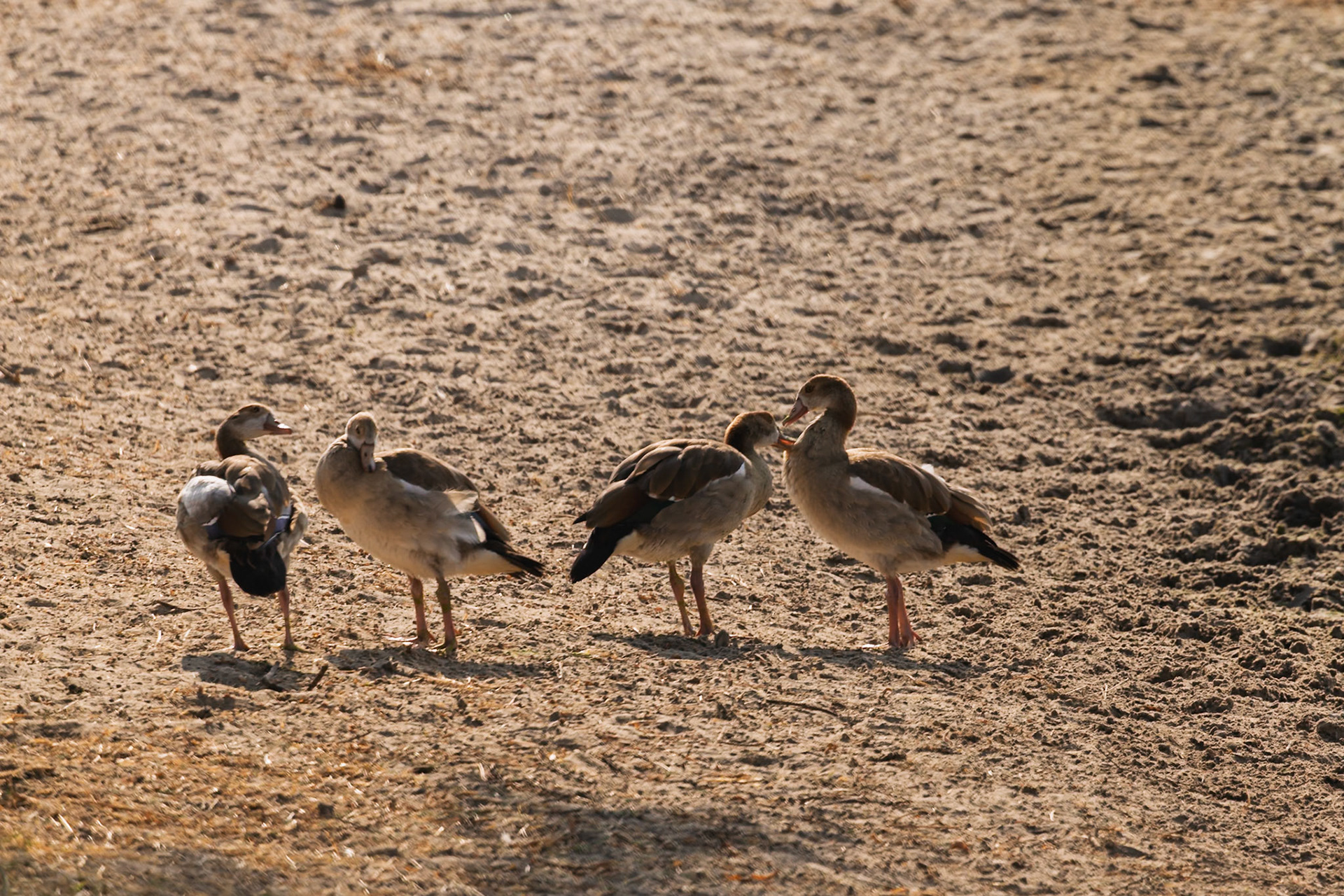 Four Egyptian Geese stand on the dry, sandy ground in Tarangire National Park, Tanzania.