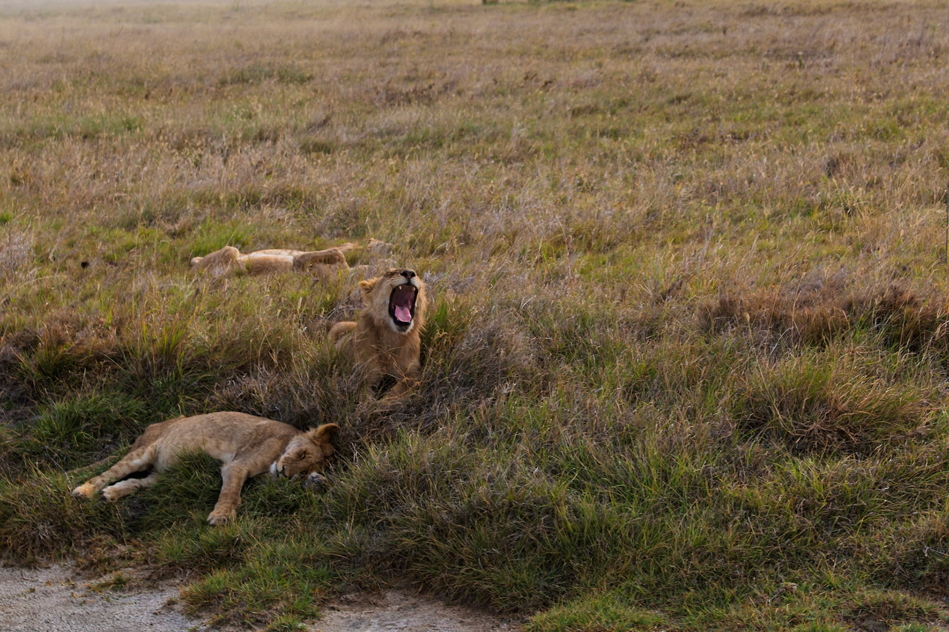 A pride of lions rests in the Serengeti National Park, Tanzania. One lion yawns, while others sleep in the tall grass.