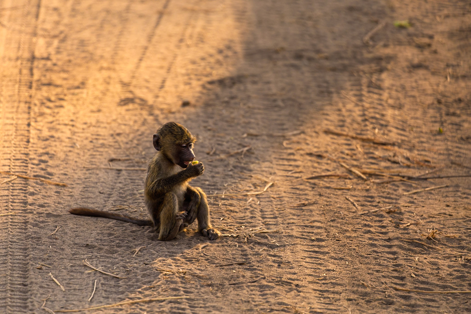 A young baboon sits on a dirt road in Tanzania's Tarangire National Park, enjoying a snack at sunset.
