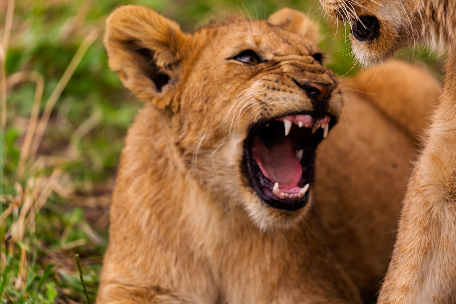 A lion cub bares its teeth, possibly playing or asserting dominance, in Serengeti National Park, Tanzania.