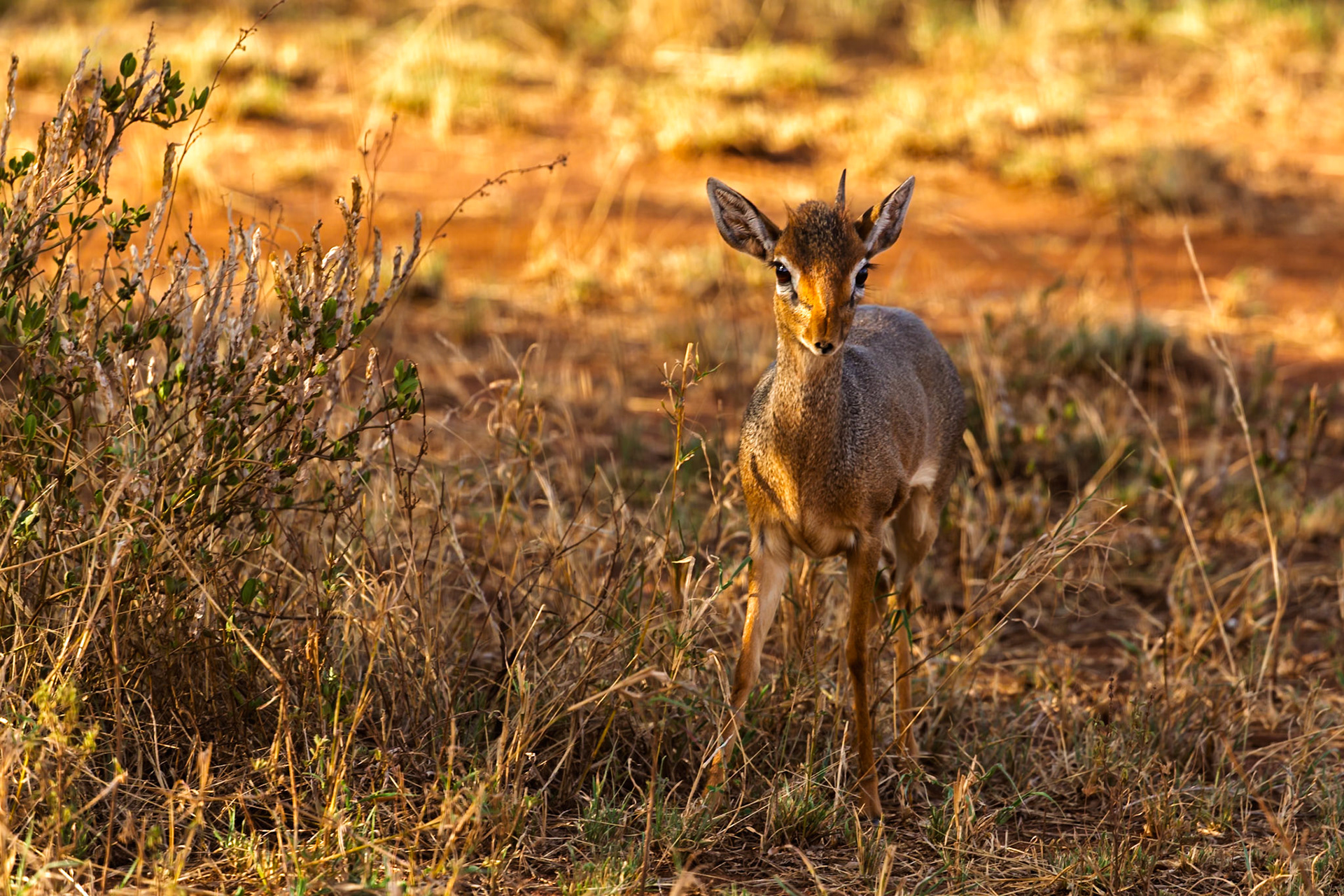 A Dik-dik stands alert in Serengeti National Park, Tanzania. These small antelopes are known for their shy nature and quick reflexes.