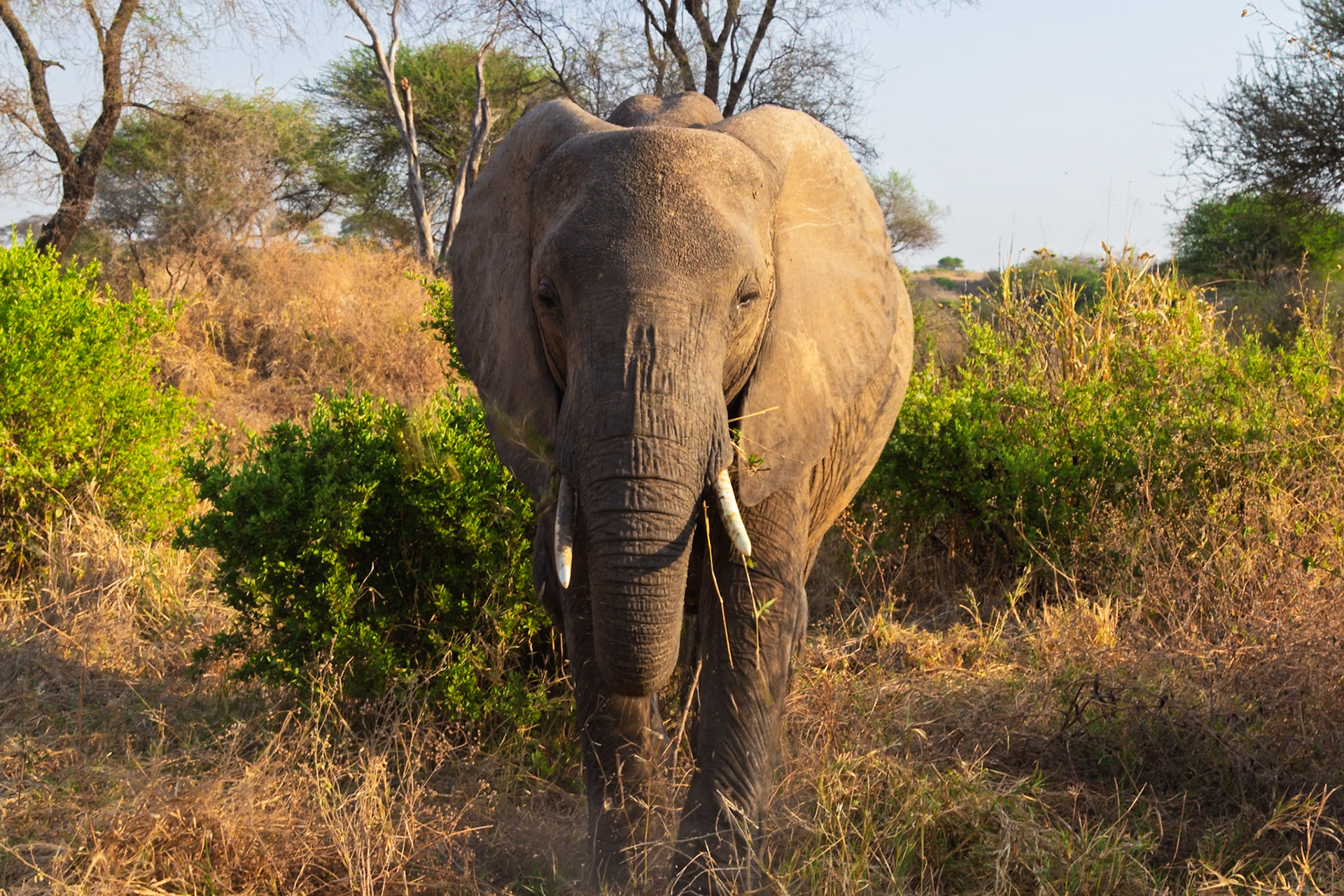 An African elephant walks through the bush in Tarangire National Park, Tanzania, likely foraging for food.