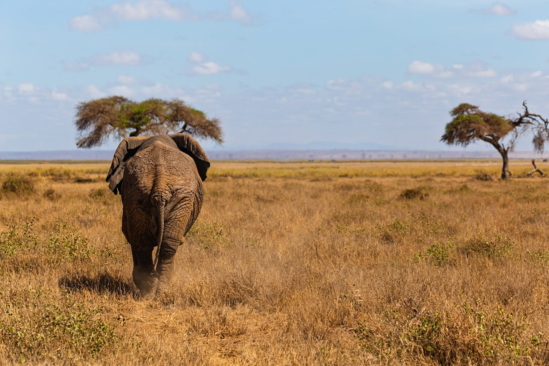 An elephant walks away in Amboseli National Park, Kenya, kicking up dust as it goes.