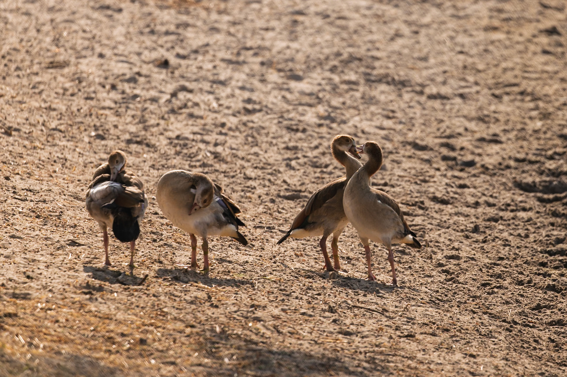 Four Egyptian Geese preen and interact on the sandy ground in Tarangire National Park, Tanzania.