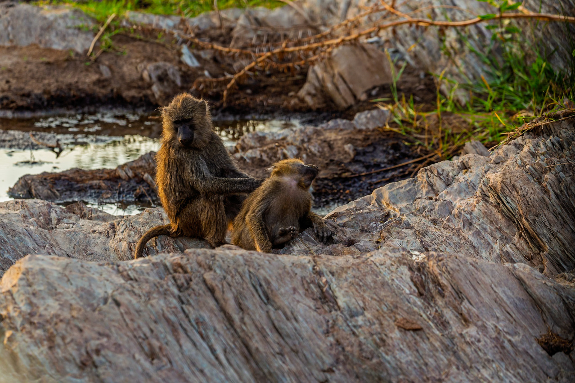 In Tanzania's Serengeti, a baboon grooms another on a rocky outcrop, reinforcing social bonds and hygiene.
