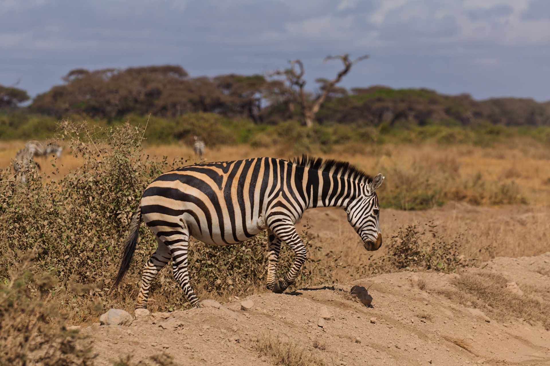 A zebra grazes in Amboseli National Park, Kenya, seeking sustenance in the arid landscape.