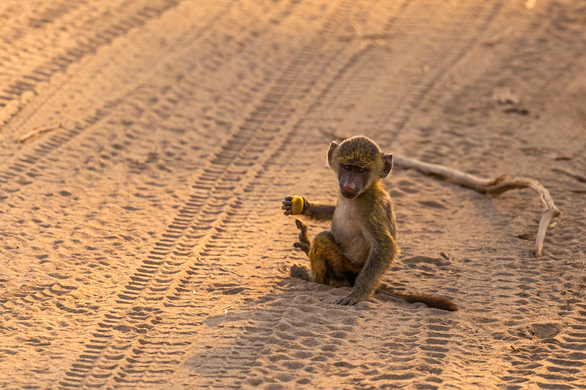 A baby baboon sits on a sandy road in Tanzania's Tarangire National Park, curiously examining a piece of food.