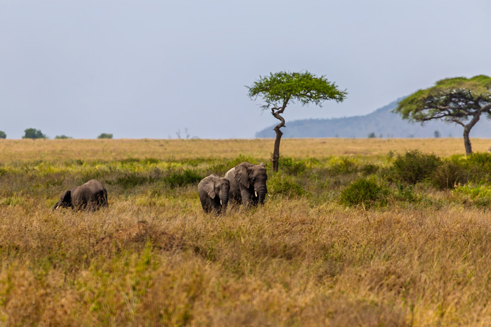 Elephants graze in Serengeti National Park, Tanzania. They are eating the tall grasses that grow in the park.