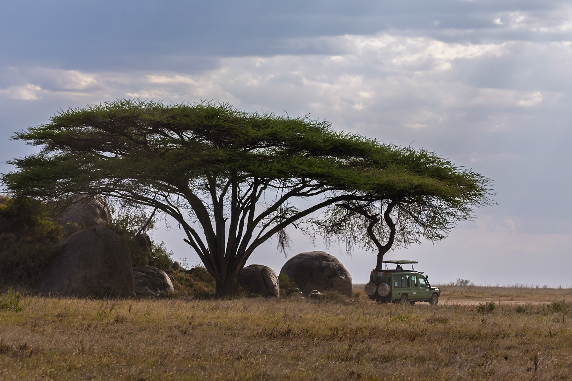 A safari vehicle is parked under an acacia tree in Serengeti National Park, Tanzania, for tourists to view wildlife.
