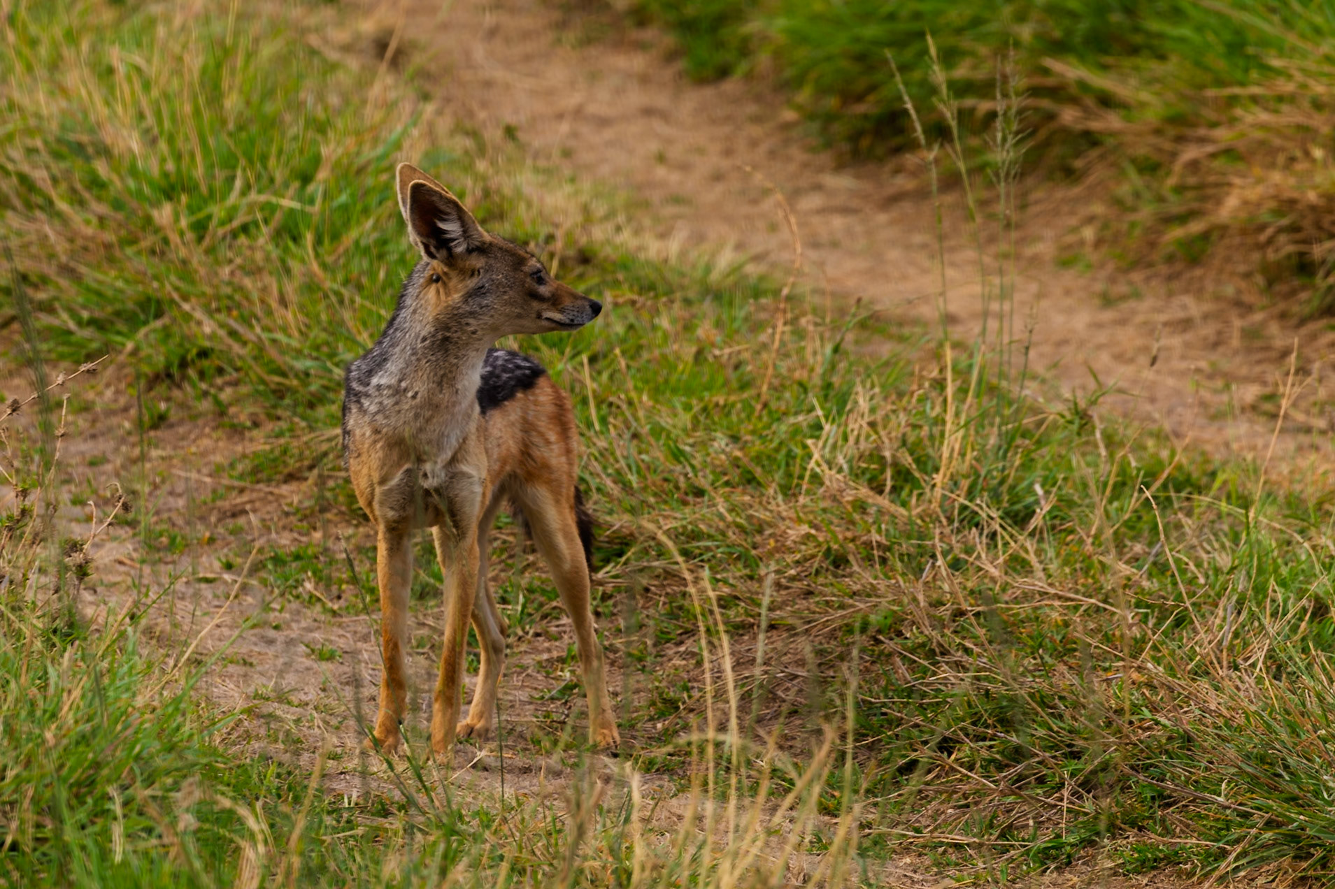 A jackal stands alert in Serengeti National Park, Tanzania, its keen senses on high alert for any sign of prey or danger.