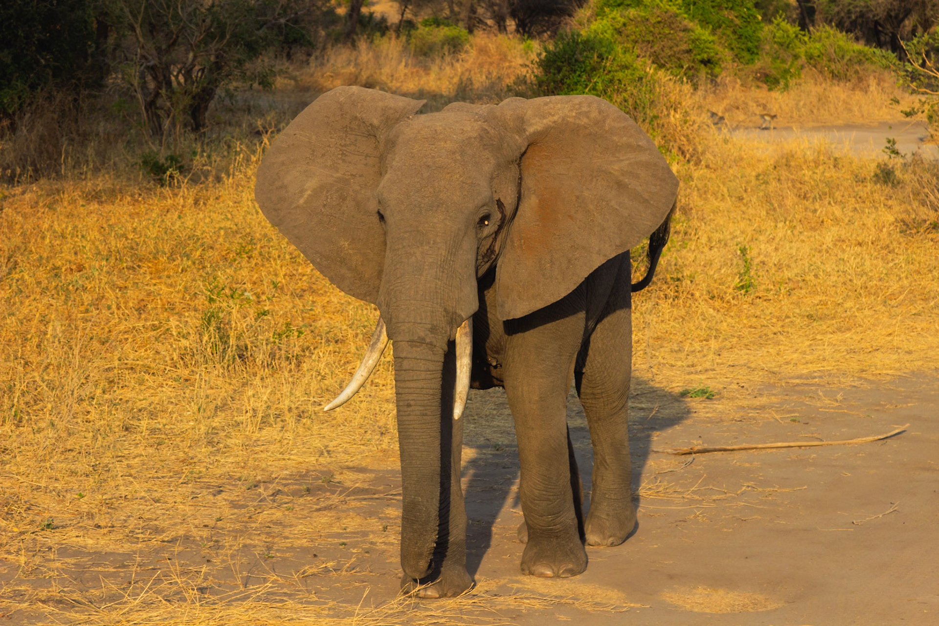 A majestic African elephant stands on a dirt road in Tarangire National Park, Tanzania, surveying its territory.