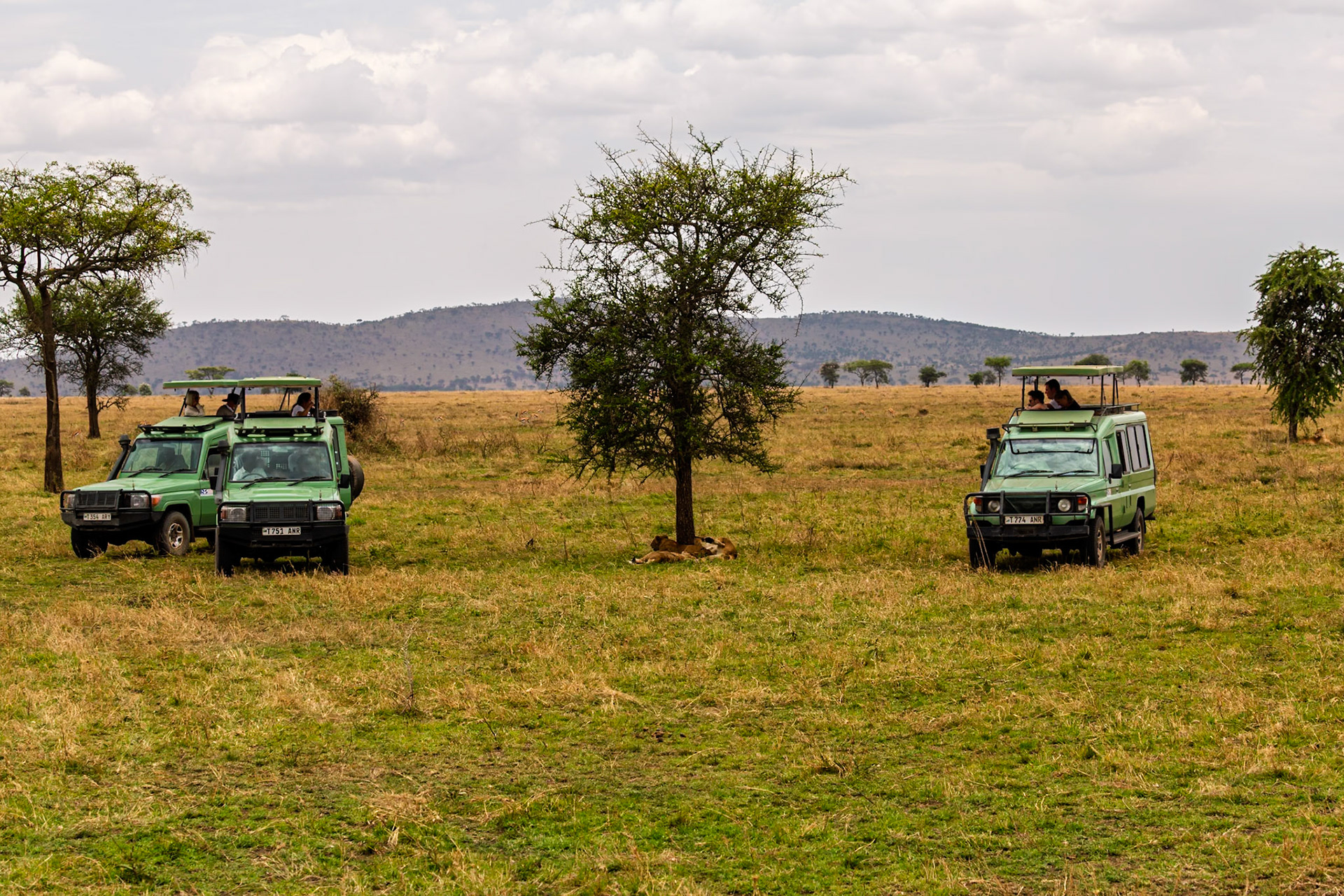 Tourists in safari vehicles observe lions resting under a tree in Tanzania's Serengeti National Park.